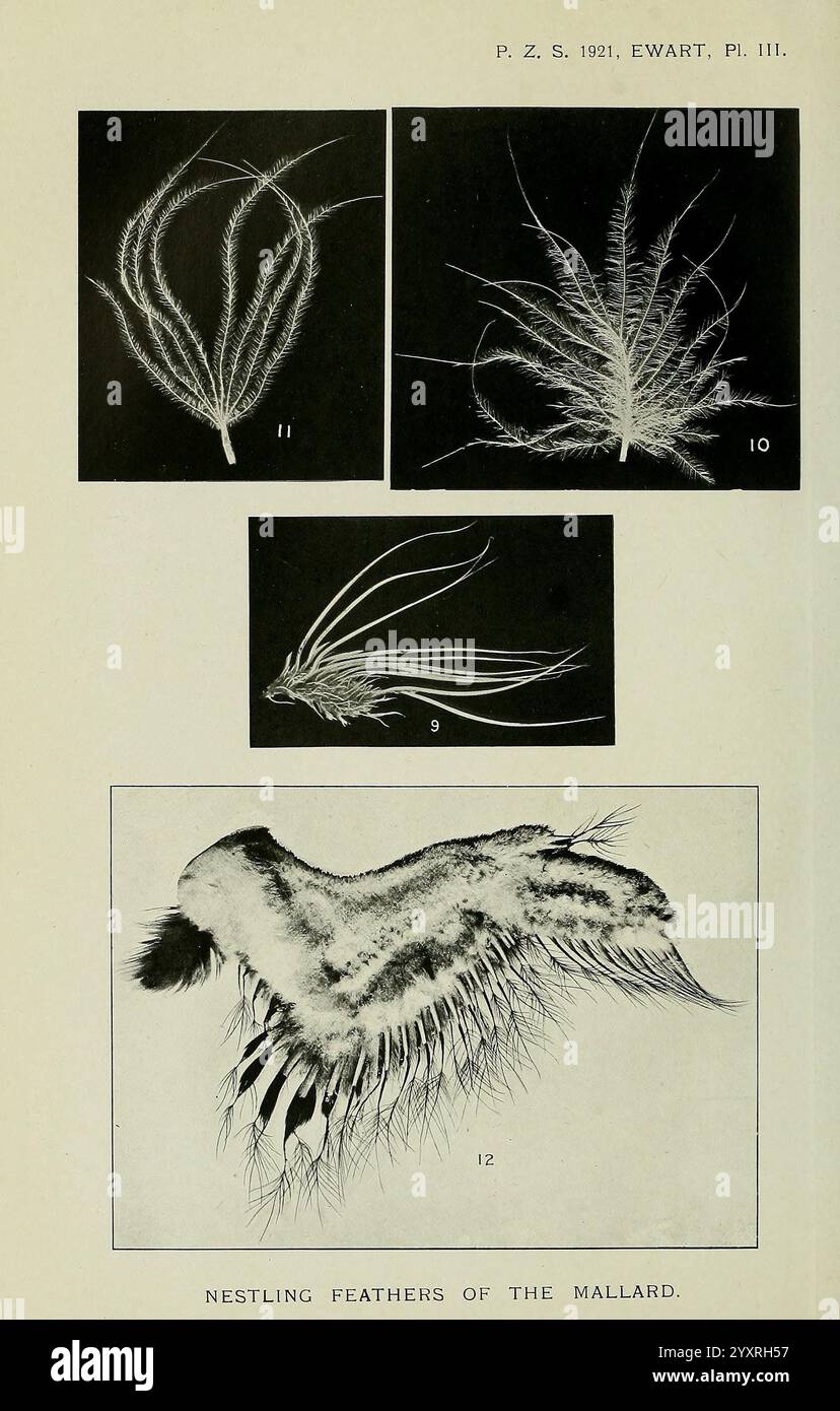 Proceedings of the Zoological Society of London London, Academic Press, 1833-1965. Dierkunde, Periodika, Zoologie, die Illustration zeigt eine Reihe von komplizierten Federstrukturen, die das zarte und raffinierte Design der Vogelarten hervorheben. Die beiden oberen Abschnitte zeigen langgezogene Federanordnungen, die die feinen Details und Texturen des Gefieders demonstrieren. Im Mittelpunkt steht eine Sammlung von Stockenten-Nestlingfedern, die in kompakterer Form präsentiert werden, wobei die Schichten und Dichte der Federn betont werden. Jeder Abschnitt ist akribisch beschriftet, was zu einer tieferen Entwicklung beiträgt Stockfoto