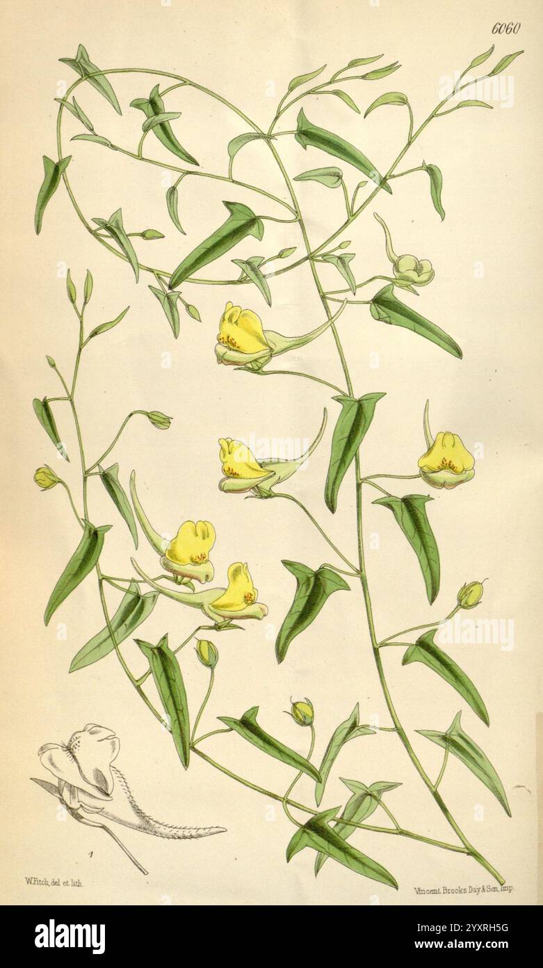 Curtis's Botanical Magazine London New York usw. Botanische Illustration Botanik Zeitschriften Bildwerke Pflanzen Zierliche Curtis, diese Illustration zeigt eine zarte Kletterpflanze mit langen, sich verdrehenden Stielen, die mit hellgelben Blüten verziert sind. Die Blüten weisen eine röhrenförmige Form mit ausgestellten Kanten auf, die der Komposition ein elegantes Element verleihen. Um die Blüten herum befinden sich längliche, grüne Blätter, die das botanische Detail unterstreichen. Ein Querschnitt der Blume ist ebenfalls enthalten, der die komplizierte innere Struktur enthüllt und die einzigartigen Merkmale der Pflanze hervorhebt. Insgesamt die Arrangemen Stockfoto