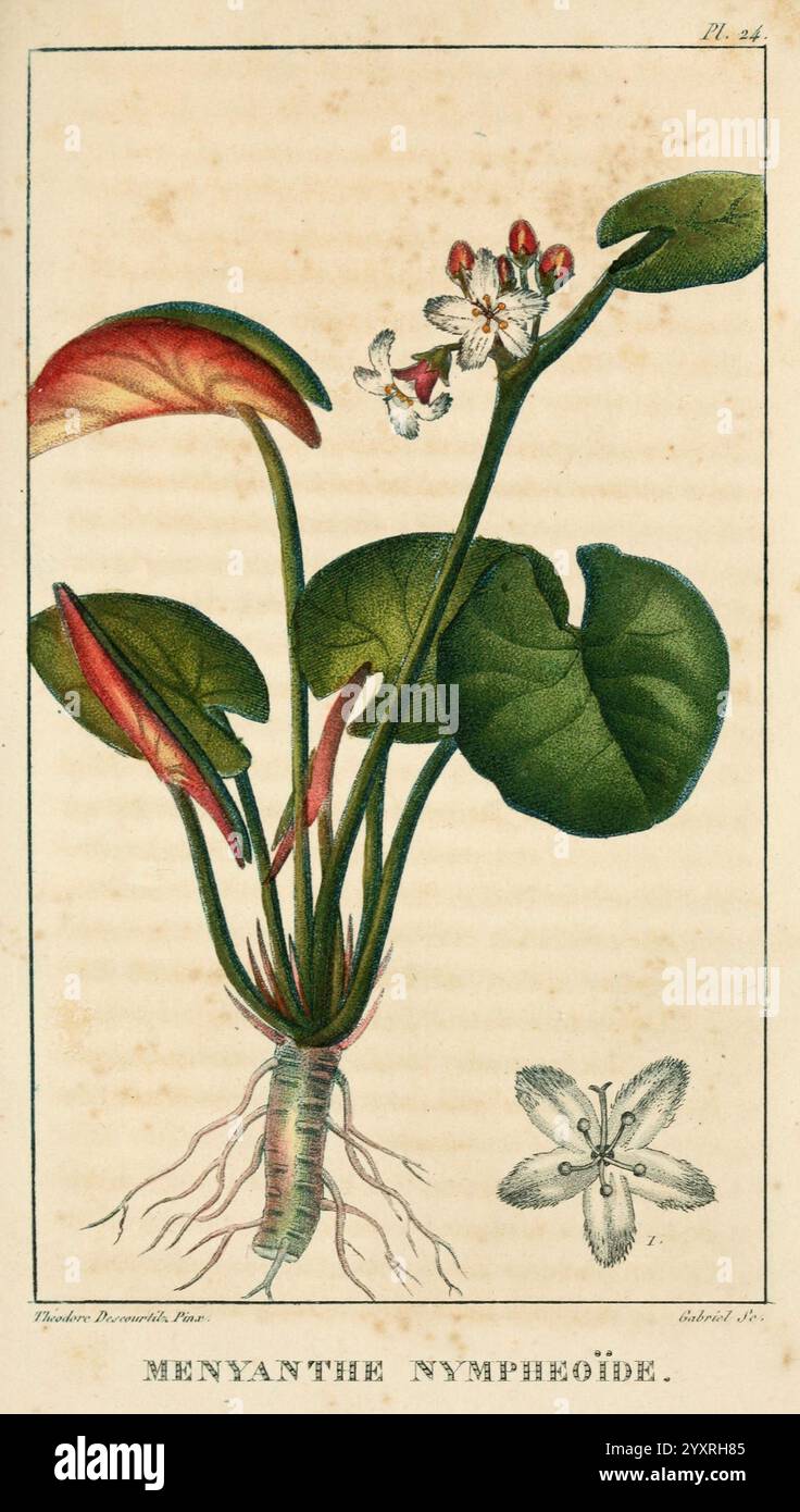 Flore pittoresque et médicale des Antilles v.1 Paris Pichard 1821-1829 pflanzt West Indies der New York Botanical Garden, eine Illustration, die Menyanthes nymphoides, allgemein bekannt als das schwimmende Herz, darstellt. Die Pflanze zeichnet sich durch ihre breiten, glänzenden Blätter aus, die herzförmig sind und nahe an der Wasseroberfläche wachsen. Zarte weiße Blüten mit gelben Markierungen ziehen die Aufmerksamkeit auf ihre komplizierte Struktur. Unterhalb der Oberfläche trägt ein markantes Wurzelsystem die Pflanze, das ihre aquatische Natur verdeutlicht. Der Hintergrund sorgt für einen subtilen Kontrast, der die gesamte Eleganz dieses Bildes unterstreicht Stockfoto