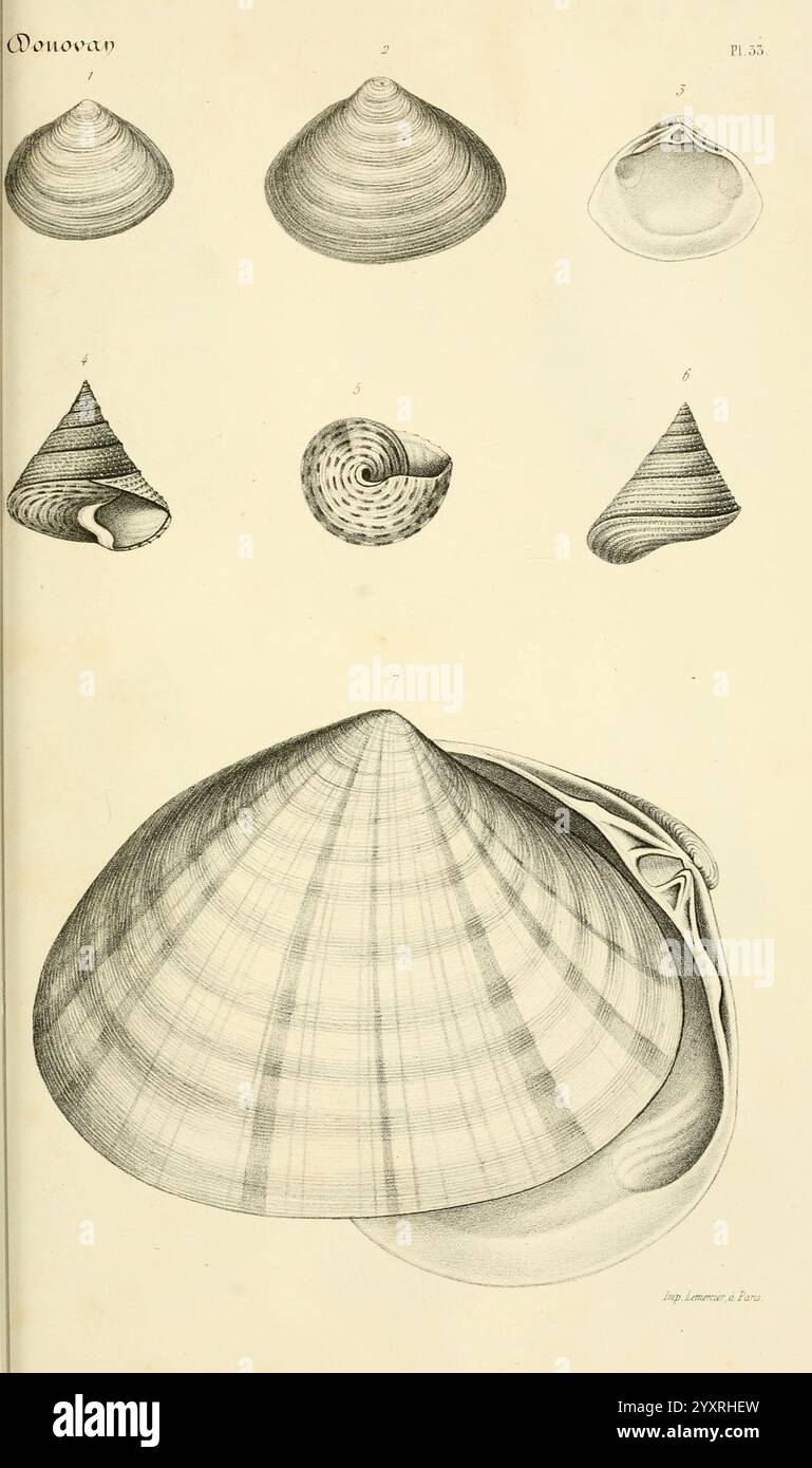 Bibliothèque conchyliologique, Paris, A. Franck, 1845-1846, Muscheln, Weichtiere, Kataloge, Sammlungen, die Illustration zeigt eine Vielzahl von Schalenformen und -Größen und zeigt komplizierte Details ihrer Strukturen. Oben werden mehrere Schalen in einer Reihe von Top-Down-Ansichten dargestellt, die ihre einzigartigen Formen und Muster hervorheben. Die markante Schale am Boden weist eine breite, fächerähnliche Struktur mit ausgeprägten Graten auf, die eine potenzielle Sicht auf das Äußere und das Innere suggerieren. Jede Schale ist akribisch gerendert und unterstreicht die natürliche Schönheit und Vielfalt der Meereslebewesen. Vario Stockfoto