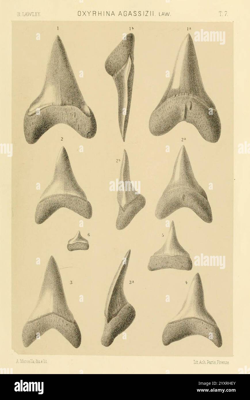 Studi comparativi sui pesci fossili coi viventi dei generi Carcharodon, Oxyrhina e Galeocerdo, Pisa, T. Nistri, 1881 Shark, Carcharodon, Galeocerdo, fossile Fische, fossile Haie, fossile Geschichten, diese Sammlung zeigt eine Reihe detaillierter Abbildungen fossiler Haizähne, insbesondere der Art Oxyrrhina agassizii. Die Zähne sind sorgfältig angeordnet und beschriftet, wodurch verschiedene Formen und Größen hervorgehoben werden, die die Vielfalt dieser Art veranschaulichen. Jede Abbildung zeigt einzigartige Merkmale wie gezackte Kanten und unterschiedliche Spitzen, die zum Verständnis von p beitragen Stockfoto