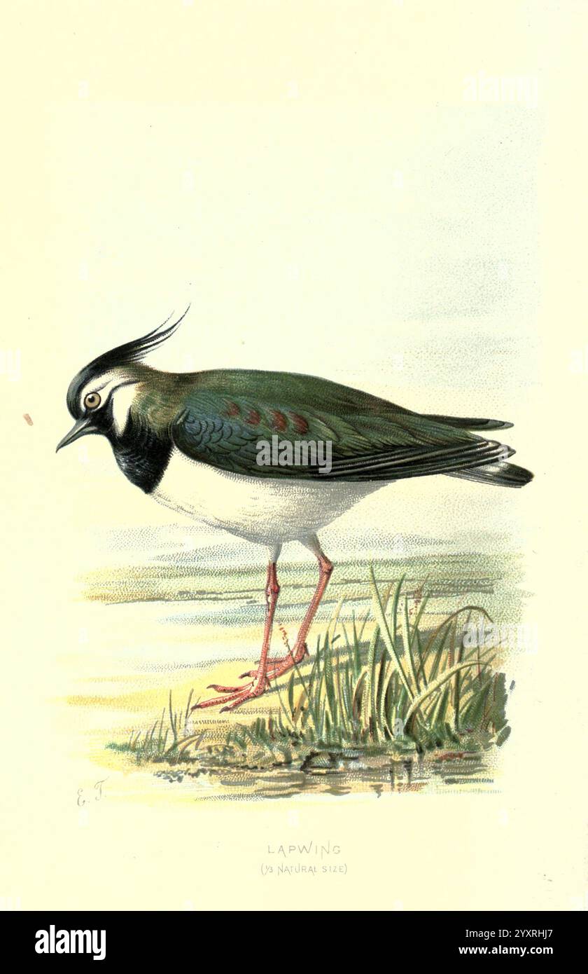 Bekannte Wildvögel London, New York, Cassell, 1883. Vögel Wörterbücher Bildwerke Lapwing Vanellus vanellus Eliza Turck Frauen in der Wissenschaft Ornithologie Walter's Waysland Northern Lapwing bh LIG Eliza Turck, Eine detaillierte Illustration eines Lapwing, gekennzeichnet durch sein markantes Wappen und lebendiges Gefieder. Der Vogel steht anmutig am Ufer des Wassers, mit seiner eleganten Haltung, die die markanten schwarz-weißen Markierungen an Kopf und Hals hervorhebt. Die schillernde grüne Rückseite bildet einen schönen Kontrast zu den dezenten Farben der Unterseite. Die langen, schlanken Beine des Lapwing stehen im hohen Gramm Stockfoto