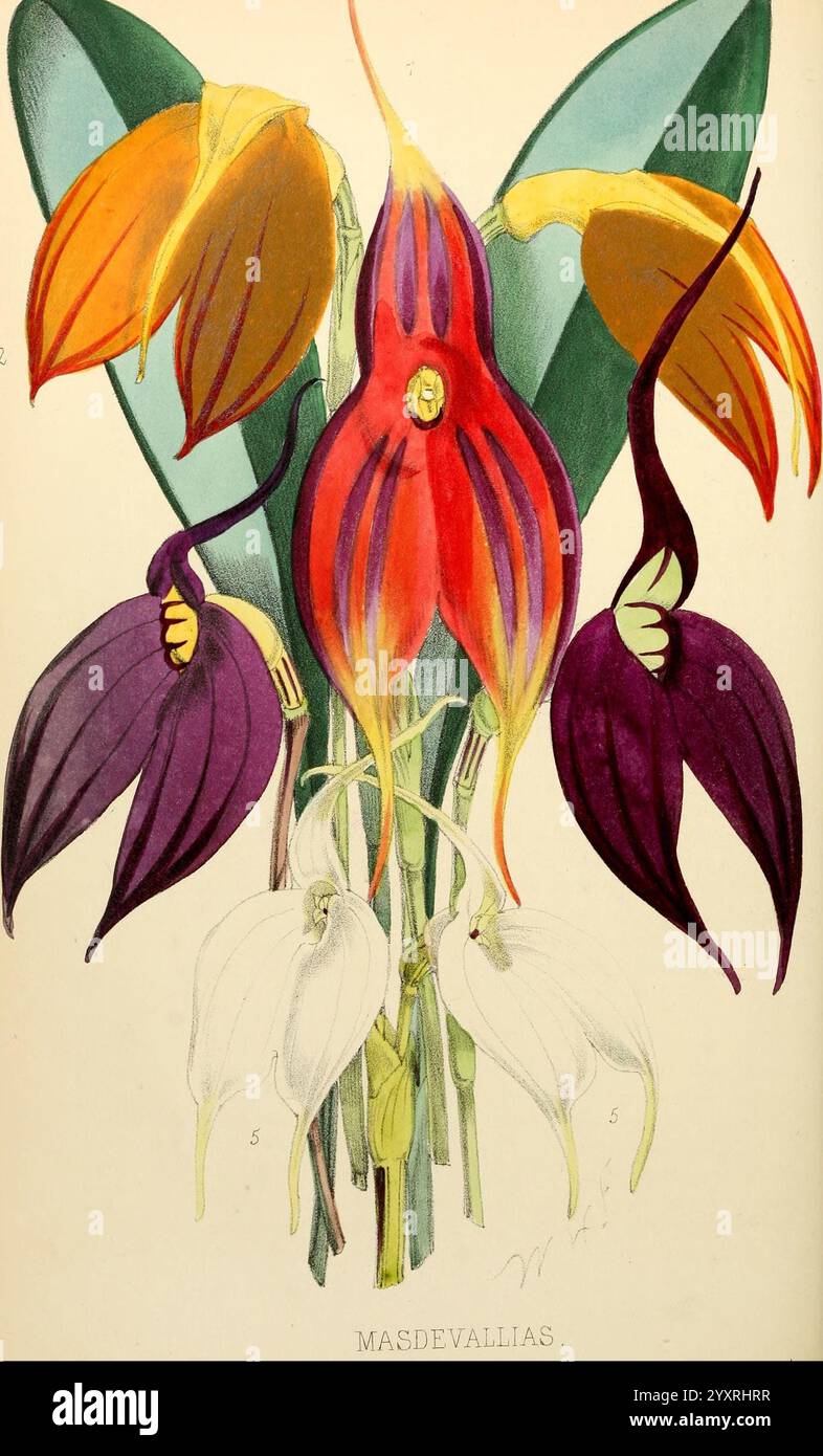 Der Florist und Pomologe, London, Journal of Horticulture Office, 1863-1879, Blumengärtnerei, Obstkultur, Gartenbau, Großbritannien, Zeitschriften, Masdevallias, Eine lebendige Auswahl an Masdevallia-Orchideen zeigt ihre einzigartigen Formen und Farben. Die Komposition besteht aus langgezogenen Blütenblättern in auffälligen Rot-, Orange-, Lila- und Weißtönen, die ein fesselndes Display schaffen. Die Blüten weisen komplizierte Details und unterschiedliche Texturen auf, wobei sich einige Blütenblätter elegant kräuseln, während andere aufrecht stehen. Ihre unterschiedlichen Formen und lebendigen Farbtöne heben die Vielfalt der Masdevallia-Gattung hervor und machen es so aus Stockfoto