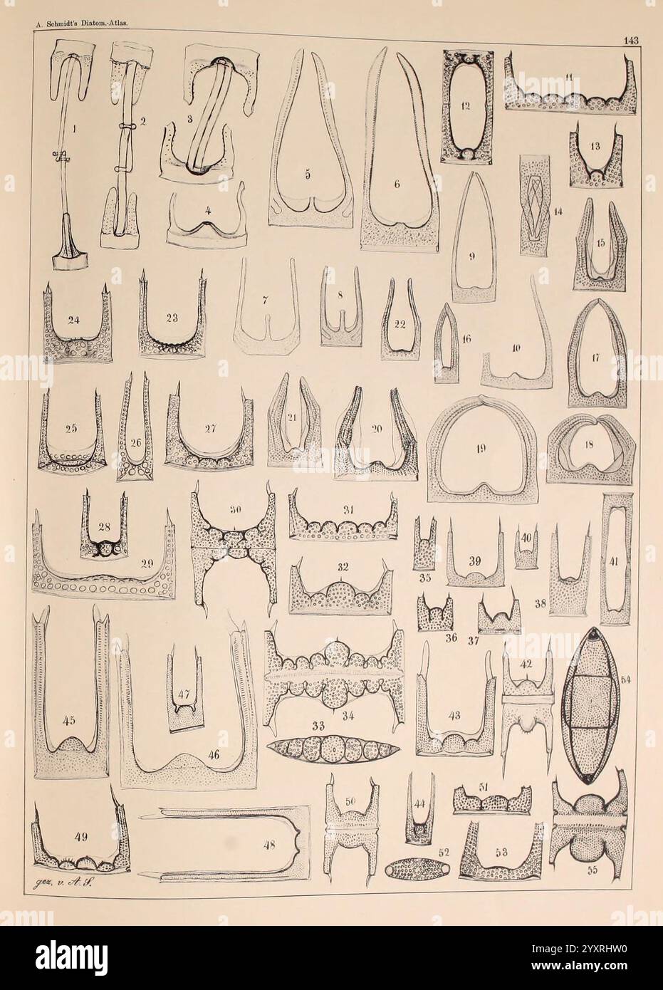 Atlas der Diatomaceen-Kunde Leipzig O.R. Reisland 1874-19 Atlanten bacillariophyceae, die visuelle Anordnung zeigt eine Sammlung detaillierter Linienzeichnungen, die verschiedene Instrumente und Werkzeuge darstellen, die jeweils mit einer eindeutigen Nummer als Referenz gekennzeichnet sind. Die komplizierten Designs unterstreichen die Vielfalt an Formen und Größen und spiegeln ihre speziellen Funktionen in der Zahnmedizin wider. Die systematische Organisation schlägt einen Katalogisierungs- oder Ausbildungszweck vor, der die Bedeutung und Komplexität von Zahngeräten in der Mundpflege betont. Diese Zusammenstellung dient als informative Referenz für Profe Stockfoto