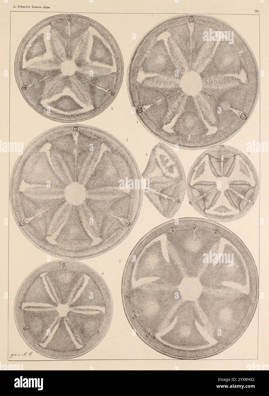 Atlas der Diatomaceen-Kunde, Leipzig, O.R. Reisland, 1874-1819, Atlanten, Bacillariophyceae, zeigt die Illustration eine Sammlung komplizierter, kreisförmiger Formen mit symmetrischen Mustern und charakteristischen strukturellen Details. Jeder Abschnitt hebt einzigartige Designs hervor, die von radialen Linien bis hin zu geometrischen Formen reichen und eine detaillierte Untersuchung mikroskopischer Organismen oder floraler Strukturen vorschlagen. Die verschiedenen Größen und Anordnungen erfordern eine vergleichende Studie mit Anmerkungen, die möglicherweise auf verschiedene Arten oder Klassifizierungen hinweisen. Die Gesamtkomposition betont die Eleganz natürlicher Formen, Stockfoto