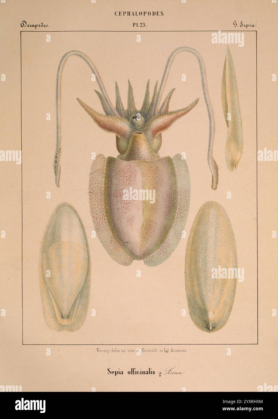 Mollusques, Mediterranean, Ge, Acnes, Impr, des sourds-muets, 1851, Mittelmeer, Weichtiere, Cephalopoda, die Abbildung zeigt eine detaillierte anatomische Untersuchung des Tintenfisches, wissenschaftlich bekannt als Sepia officinalis. Er zeigt die Körperstruktur des Organismus, einschließlich seines ausgeprägten Kopfes mit markanten Tentakeln und der flossenartigen Strukturen an den Seiten. Um ihn herum befinden sich zwei schalenartige Strukturen, die den inneren Knochen des Tintenfisches darstellen, der als Cuttlebone bekannt ist und den Auftrieb fördert. Die Zusammensetzung unterstreicht die einzigartigen Merkmale dieses marinen Kopffüßchens, Highlighti Stockfoto