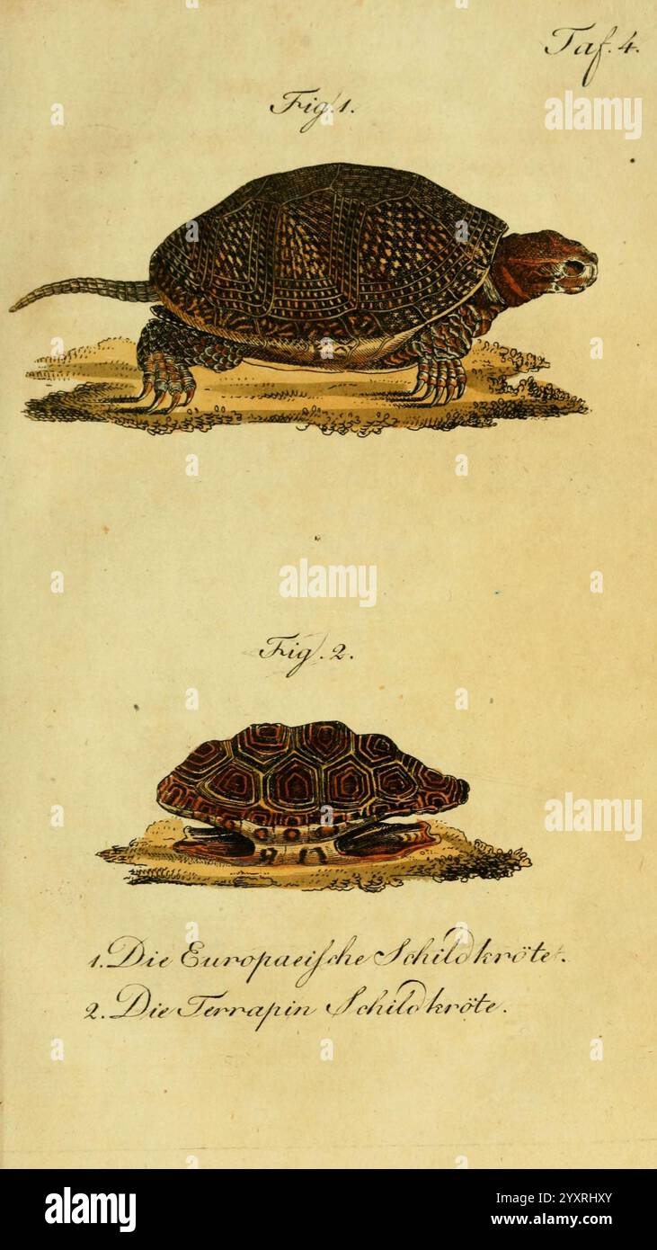 Herr de la Cepede's Naturgeschichte der Amphibien Weimar, Verlage des Industrie-Comptoirs, 1800-1802, Amphibien, Reptilien, die Abbildung zeigt zwei Abbildungen von Schildkröten. Die erste Figur zeigt eine europäische Schildkröte, die sich durch ihre markante strukturierte Schale und Gliedmaßen auszeichnet und auf einem Boden steht. Die Details betonen die gemusterte Schale und den erkennbaren Kopf. Die zweite Figur zeigt einen Blick von oben auf eine Terrapin-Art und zeigt ihr einzigartiges Schalendesign mit wechselnden Mustern. Beide Abbildungen sind als Referenz beschriftet, um ihre wissenschaftliche Klassifizierung hervorzuheben. Die Over Stockfoto