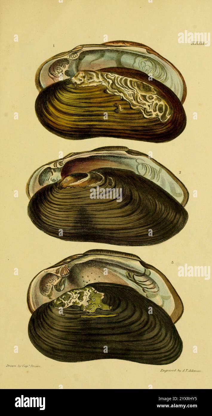 Illustrationen zur Land- und Süßwasserkonchologie von Großbritannien und Irland London, Smith, Elder, and Co, 1845. Großbritannien, Irland, Mollusks, Pictorial Works, diese Illustration zeigt drei detaillierte Darstellungen von Muscheln, die ihre Anatomie aus verschiedenen Blickwinkeln zeigen. Jeder Abschnitt hebt einzigartige Merkmale hervor, darunter die innere Struktur, Schalen und Weichgewebe. Die oberen und unteren Bilder zeigen die offenen Schalen und zeigen die viszerale Masse und die inneren Organe, während das mittlere Bild eine Seitenansicht bietet, die die Symmetrie und Form der zwei Ventile betont. Das komplizierte ich Stockfoto