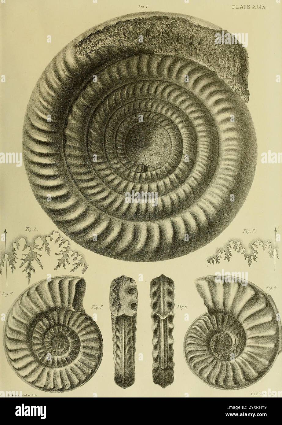 Monografie über die Lias Ammoniten der britischen Inseln London, gedruckt für die Palæontographical Society, 1878-86, Ammonoidea, Großbritannien, Jurassic, Paläontologie. zeigt die Illustration eine detaillierte Untersuchung verschiedener fossiler Ammoniit-Exemplare, die ihre komplizierten gewickelten Formen und charakteristischen Schalenmuster betonen. Hervorzuheben ist ein großer, spiralförmiger Ammoniit an der Spitze, dessen klar definierte Nahtlinien und die gerippte Textur hervorgehoben sind. Unten zeigen weitere kleinere Fossilien verschiedene Formationen, darunter Querschnittsansichten und Seitenprofile, die ihre einzigartigen e offenbaren Stockfoto