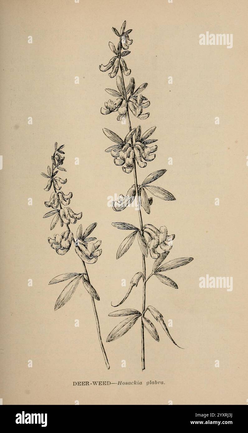 Die wilden Blumen von Kalifornien, San Francisco, Payot, Upham, & Company, 1902, Kalifornien, Wildblumen, Syrmaitium glabrum, Eine botanische Illustration, die die schlanken Stiele von Hirschkraut, wissenschaftlich bekannt als Hosackia glabra, darstellt. Die zarte Pflanze zeigt Haufen ihrer charakteristischen kleinen, ovalen Blätter, die sich entlang des Stängels abwechseln. Daneben sind markante Schoten mit Samen zu sehen, die die komplizierten Details der Fortpflanzungseigenschaften der Pflanze hervorheben. Die Gesamtkomposition unterstreicht die anmutige Struktur und natürliche Schönheit dieser blühenden Art, die wahrscheinlich für Pädagogen bestimmt ist Stockfoto