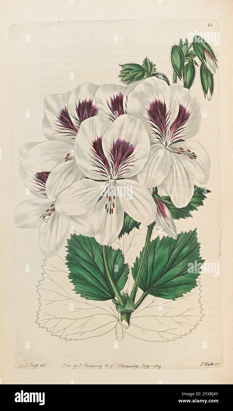 Geraniaceae, London, gedruckt für James Ridgway, Piccadilly, 1820-1830, 19. Jahrhundert, England, Gravuren, Geraniaceae, Geranien, Großbritannien, Handmalerei, Pictorial Works, Eine botanische Illustration mit einer Gruppe weißer Blumen mit auffälligen dunkelvioletten Markierungen in der Mitte, umgeben von leuchtend grünen Blättern. Die zarten Blütenblätter sind detailliert und zeigen ihre komplizierten Texturen. Im Hintergrund bereiten sich mehrere Knospen auf die Blüte vor, was der Komposition Tiefe verleiht. Die Blätter sind breit und üppig und bilden einen schönen Kontrast zu den eleganten Blüten. Dieses Kunstwerk veranschaulicht die BU Stockfoto