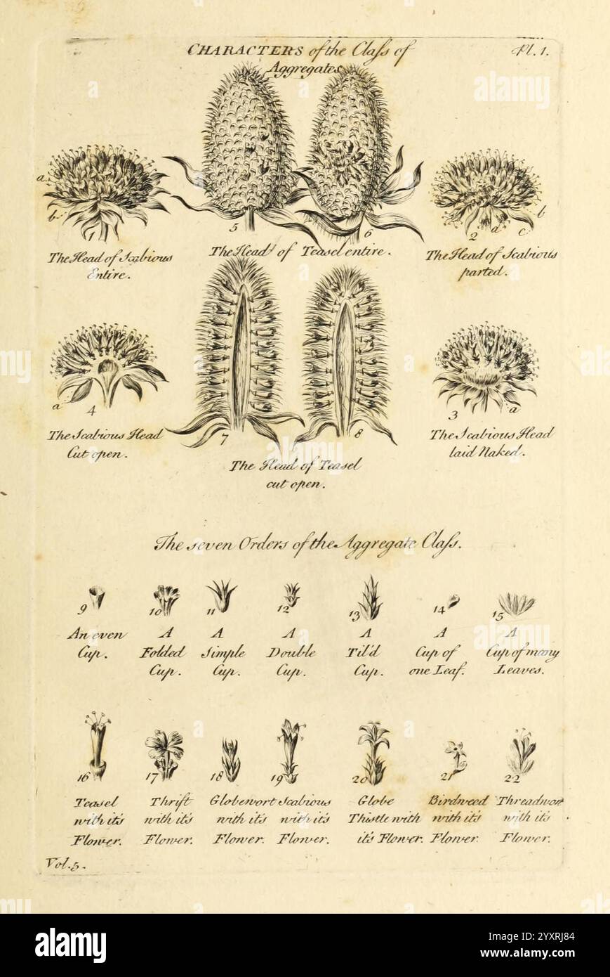 Das Gemüsesystem, London, 1759-1763, Botanik, Bildwerke, diese Abbildung zeigt eine detaillierte Untersuchung verschiedener Arten von Blütenköpfen und Fortpflanzungsstrukturen aus der Aggregatschicht. Im oberen Bereich sind drei verschiedene Blumenköpfe mit ihren wissenschaftlichen Erkennungszeichen zu sehen, die ihre einzigartigen Formen und Eigenschaften betonen. Unten ist eine beschriftete Tabelle mit den sieben Ordnungen der Aggregatklasse mit spezifischen Bezeichnungen für jede Ordnung wie „Asteraceae“ und „Thalictrum“ sowie Abbildungen und Beschreibungen ihrer Blumenarrangements. Dieses Stück ser Stockfoto