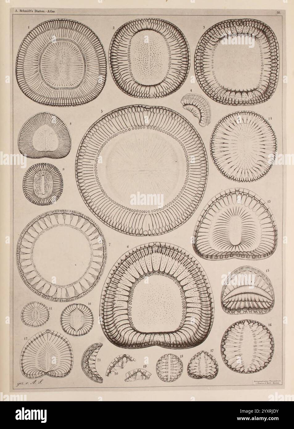 Atlas der Diatomaceen-Kunde, Leipzig, O.R. Reisland, 1874-19, Atlanten, Bacillariophyceae, eine komplizierte Illustration, zeigt verschiedene Arten von Kieselalgen und zeigt ihre einzigartigen und komplexen Strukturen. Jedes Exemplar ist akribisch detailliert und hebt die verschiedenen Formen und Muster dieser mikroskopisch kleinen Algen hervor. Das Arrangement umfasst runde, ovale und längliche Formen mit dekorativen Fruchtmustern, die ihre natürliche Eleganz unterstreichen. Die einzelnen Kieselalgen sind mit nummerierten Etiketten versehen, die ihre spezifische Klassifizierung im Rahmen der wissenschaftlichen Untersuchung dieser Organismen angeben. Diese visuelle Darstellung Stockfoto
