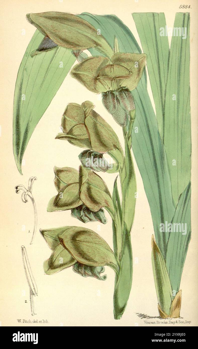 Curtis's Botanical Magazine London New York etc Botanik Zeitschriften Pictorial Works Curtis, diese Illustration zeigt eine elegante Gruppe von Orchideenblüten, die ihre unverwechselbare Form und komplizierte Details zeigen. Die Blüten, die in einer anmutigen Formation angeordnet sind, weisen unterschiedliche Grüntöne und einen Hauch Gelb auf, was ihrem Aussehen Tiefe verleiht. Die langen, schlanken Blätter bilden sich elegant neben den Blumen, was die Komposition unterstreicht. Die Hauptabbildung wird durch eine feine Linienzeichnung der Struktur der Orchidee ergänzt, die ihre einzigartigen Merkmale, einschließlich der Fortpflanzungsteile und des Stängels, hervorhebt. Stockfoto