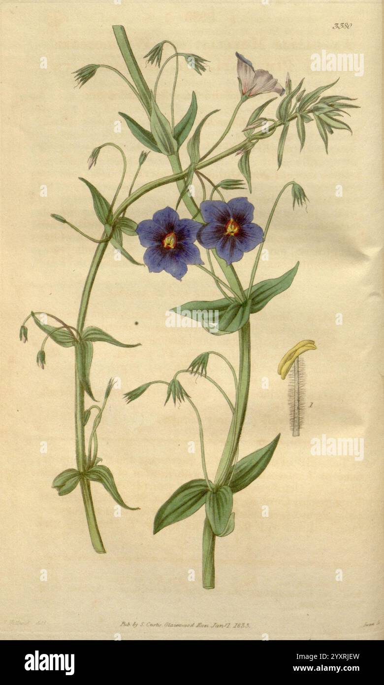 Curtis's Botanical Magazine London New York Botany Periodicals Pictorial Works Curtis, diese Illustration zeigt eine botanische Studie einer blühenden Pflanze mit zarten blauen und violetten Blüten. Die Blüten sind mit komplizierten Blütenblättern dargestellt und werden von schlanken grünen Stielen mit langen Blättern gestützt. Die Zusammensetzung enthält zusätzliche botanische Elemente wie kleinere Knospen und Samenkapseln, die die Fortpflanzungseigenschaften der Pflanze hervorheben. Ein Lineal oder eine Messskala ist in der Konstruktion enthalten, was ein Gefühl von Maßstab und Kontext für die Abmessungen der Anlage bietet. Das meti Stockfoto