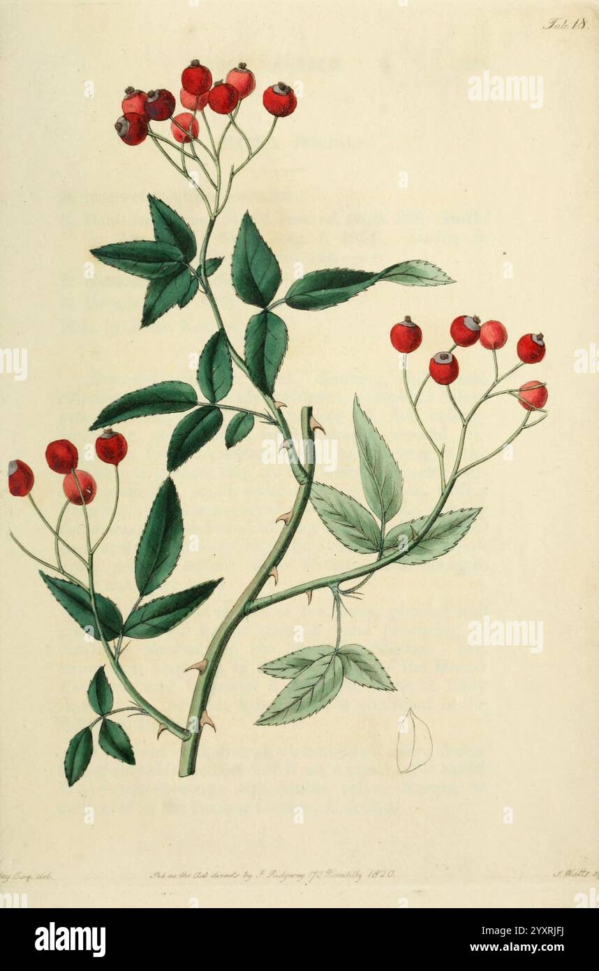 Rosarum Monographia, oder Eine botanische Geschichte der Rosen, London, gedruckt für James Ridgeway, 1820, Roses, Rosa microcarpa, Eine wunderschön illustrierte botanische Darstellung zeigt einen Zweig mit leuchtenden roten Beeren. Die Pflanze hat üppig grüne Blätter, jedes detailreich, und die Beeren sind entlang des Stängels sichtbar gruppiert. Dieses Kunstwerk unterstreicht die zarte Struktur der Blätter mit ihren gezackten Kanten und verschiedenen Grüntönen, während das auffällige Rot der Beeren dem Laub einen Farbakzent verleiht. Die Komposition fängt die Eleganz und Feinheiten dieses bo ein Stockfoto