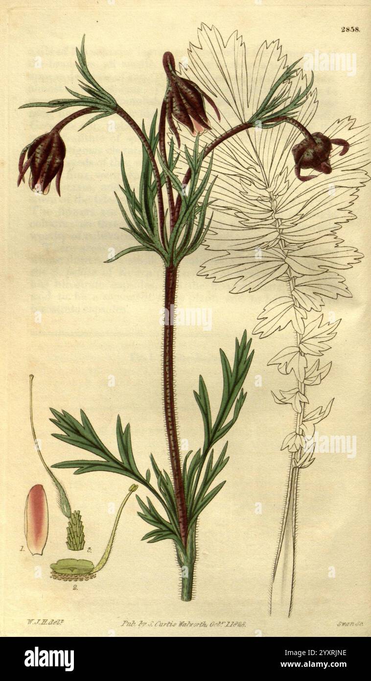 Curtis's Botanical Magazine London New York etc. Botanische Illustration Botanik Zeitschriften Bildwerke Pflanzen ornamental Curtis, die Illustration zeigt eine botanische Studie einer blühenden Pflanze mit ihrer detaillierten Anatomie. Hervorzuheben sind die zarten glockenförmigen Blüten, die an schlanken Stielen hängen, begleitet von schlanken Blättern, die sich elegant entfalten. Links ist eine detaillierte Darstellung der Fortpflanzungsstrukturen der Blüte, einschließlich des Ovars und der Anther. Die beigefügten Skizzen zeigen verschiedene Entwicklungsstufen auf und bieten einen umfassenden Überblick über t Stockfoto