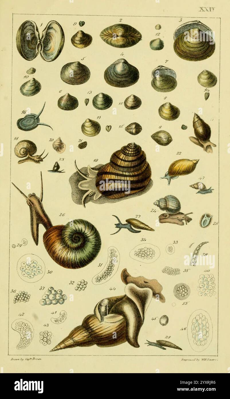 Illustrationen zur Land- und Süßwasserkonchologie von Großbritannien und Irland London, Smith, Elder und Co, 1845. Großbritannien, Irland, Mollusken, Bildwerke. Eine vielfältige Vielfalt an Meereslebewesen zeigt verschiedene Muschelformationen und mikroskopische Organismen. Die Komposition enthält mehrere Arten von Muscheln, einschließlich Muscheln und Gastropoden, die jeweils mit komplizierten Details dargestellt sind, die ihre einzigartigen Texturen und Muster hervorheben. Unter den abgebildeten Schalen sind spiralförmige Formen und glatte, ovale Formen zu sehen, die die Schönheit der Designs der Natur veranschaulichen. Im unteren Bereich kleiner Stockfoto