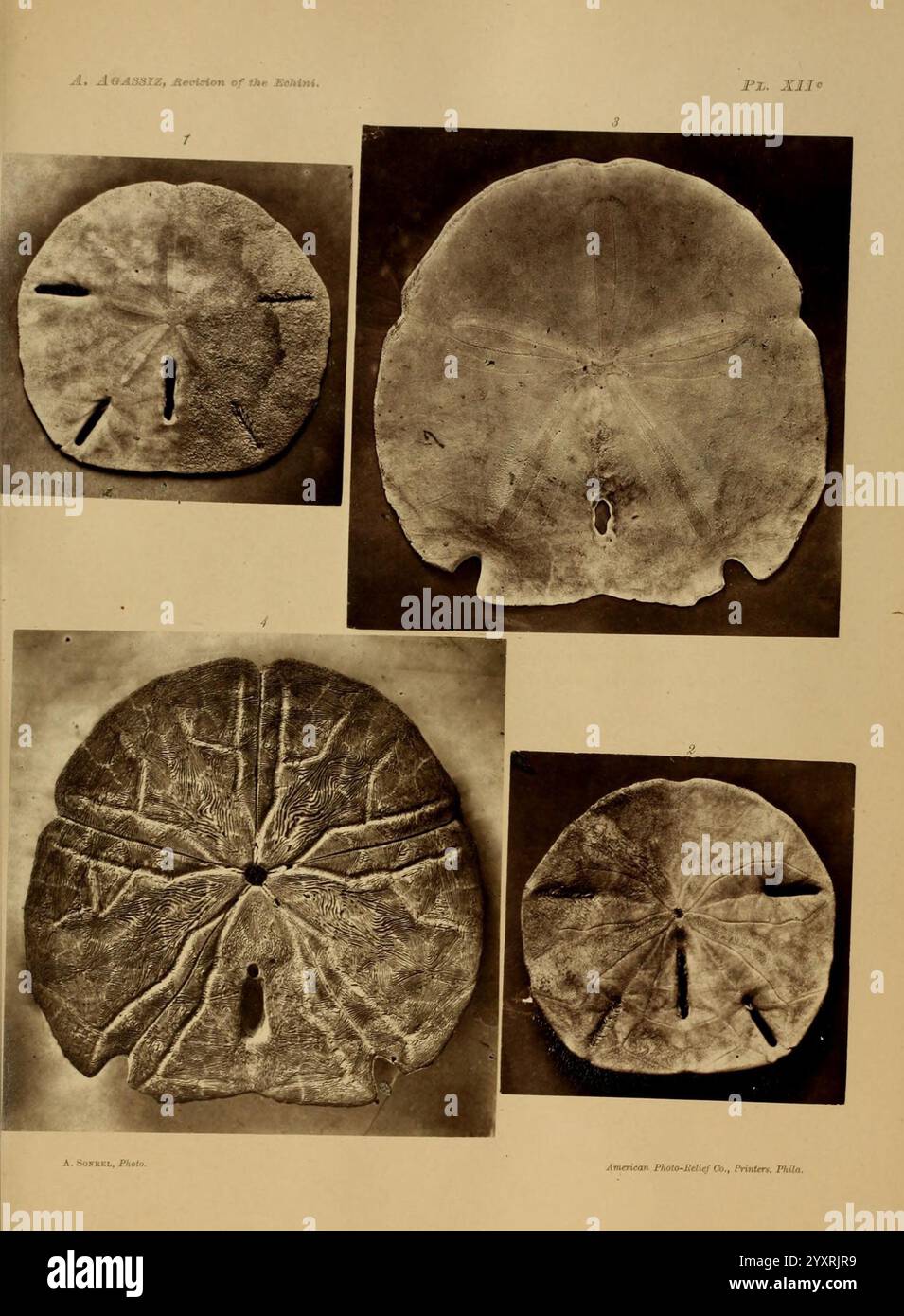 Revision der Echini Cambridge [Mass.], University Press, 1872-1874. Klassifizierung echinodermata Seeigel Museum der vergleichenden Zoologie, die Illustration zeigt vier verschiedene natürliche Formen, möglicherweise die Muscheln verschiedener Meeresbewohner. Jede Schale weist einzigartige Texturen und Muster mit komplizierten Oberflächenmarkierungen auf. Die obere linke Schale zeigt eine Reihe von gleichmäßigen parallelen Nuten, während die obere rechte Seite ein strukturierteres Erscheinungsbild mit radialen Linien zeigt, die von der Mitte abstrahlen. Die untere linke Schale zeichnet sich durch markante Grate und kleine Einbuchtungen aus Stockfoto