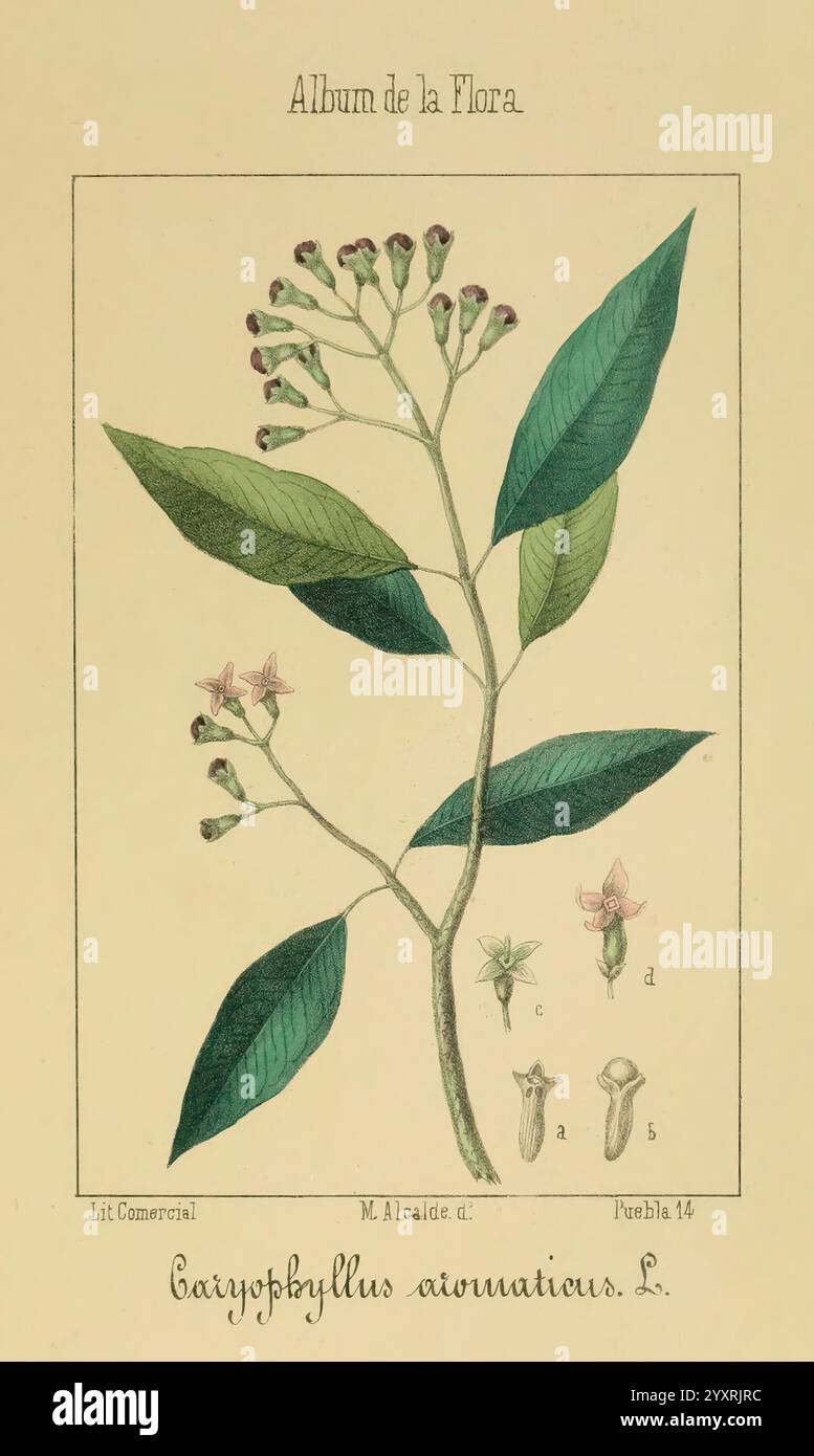 Album de la Flora me?Dico-Farmace?utica e? Industrie, Indi?gena y exo?tica Madrid, impr. De la Galeria literaria, 1862-64. Botanik, Wirtschaft, Heilpflanzen, Bildwerke, der New York Botanical Garden, Malcalde, eine Illustration einer Nelkenpflanze, wissenschaftlich bekannt als Caryophyllus aromaticus. Das Kunstwerk zeigt eine detaillierte Darstellung der Blätter und Blütenknospen der Pflanze und zeigt die unterschiedlichen Formen und Texturen des Laubs. Neben der Hauptabbildung zeigen kleinere Bilder die einzelnen Entwicklungsstadien der Blüte, einschließlich einer Nahaufnahme der Blüte und ihres VAR Stockfoto