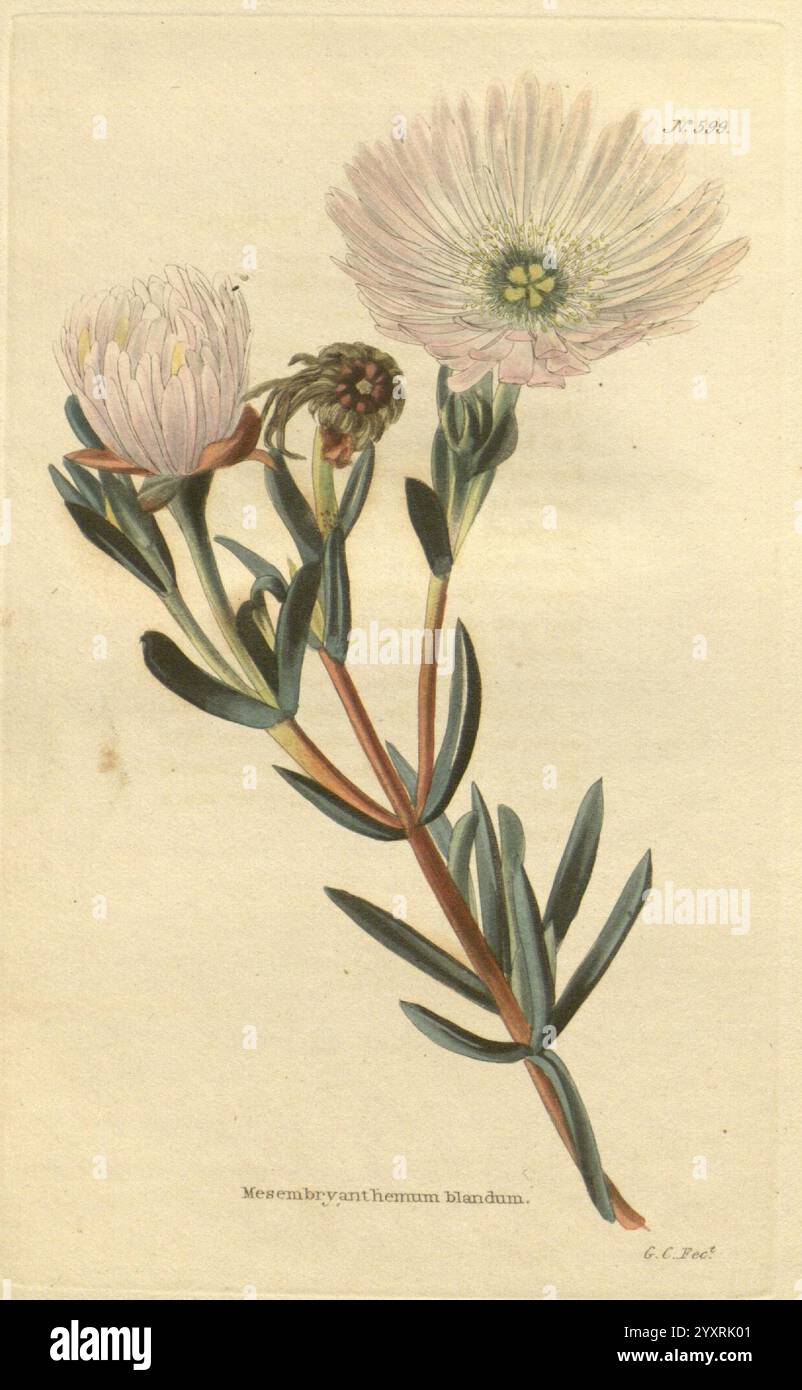 The Botanical Cabinet London John Arthur Arch 1817-1833.jpg, Eine fein illustrierte botanische Studie mit einer blühenden Pflanze mit weichen, hellen Blüten und langen grünen Blättern. Die Pflanze zeigt eine markante zentrale Blume, flankiert von zusätzlichen Knospen, die komplizierte Details in den Blütenblättern und Laub zeigen. Der Hintergrund ist subtil strukturiert, was die Eleganz des Exemplars unterstreicht, während ein Etikett am Boden die Pflanze als *Mesembryanthemum Blindeum* kennzeichnet. Die Gesamtkomposition fängt die Schönheit und Komplexität dieses botanischen Themas ein. Stockfoto