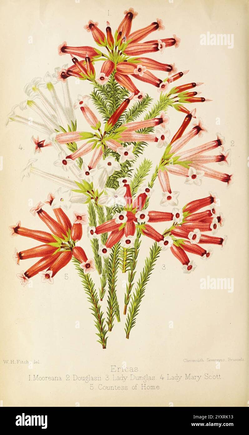 Der Florist und Pomologe und Vorstadtgärtner. London, 1880, Blumengärten, Obstkultur, Gartenbau, Großbritannien, Zeitschriften, Eine atemberaubende botanische Illustration mit mehreren Sorten der Erica-Pflanze, allgemein bekannt als Heide und Heide. Die Komposition zeigt zarte Blütenbündel in verschiedenen Rot-, Rosa- und Weißtönen, die jeweils komplizierte Details ihrer Blütenblätter und Staubblätter aufweisen. Das üppige grüne Laub ergänzt die leuchtenden Blüten und verbessert die visuelle Wirkung insgesamt. Die Blumen sind mit nummerierten Beschriftungen versehen, die unterschiedliche Vielfalt kennzeichnen Stockfoto