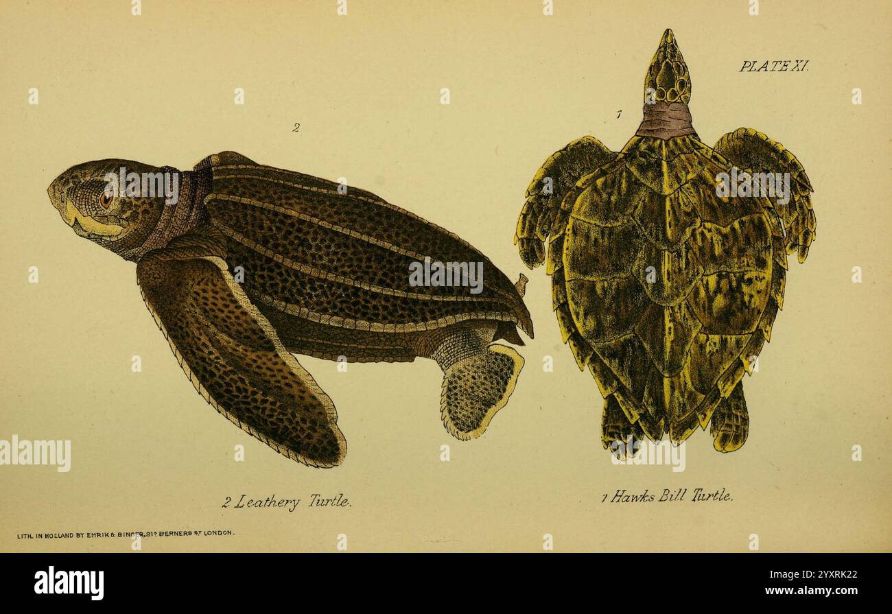 Unsere Reptilien und Batrachians London W. H. Allen & co. Limited 1893 598142 Amphibien Großbritannien Reptilien Dermochelys coriacea Eretmochelys imbricata Sphargis coriacea Karettler Meeresschildkröte Lederrückseite Meeresschildkröte Herpetologie lig Meeresschildkröten, die Abbildung zeigt zwei verschiedene Arten von Schildkröten. Auf der linken Seite befindet sich die Karettschildkröte, die sich durch ihren großen, abgerundeten Kopf und ihre robuste Schale mit dunklen, komplizierten Markierungen auszeichnet. Seine Gliedmaßen sind stark und paddelartig, ideal zum Schwimmen. Auf der rechten Seite befindet sich die Hawksbill-Schildkröte, die für ihre länger gezogene, spitze Schale mit Überlappung bekannt ist Stockfoto