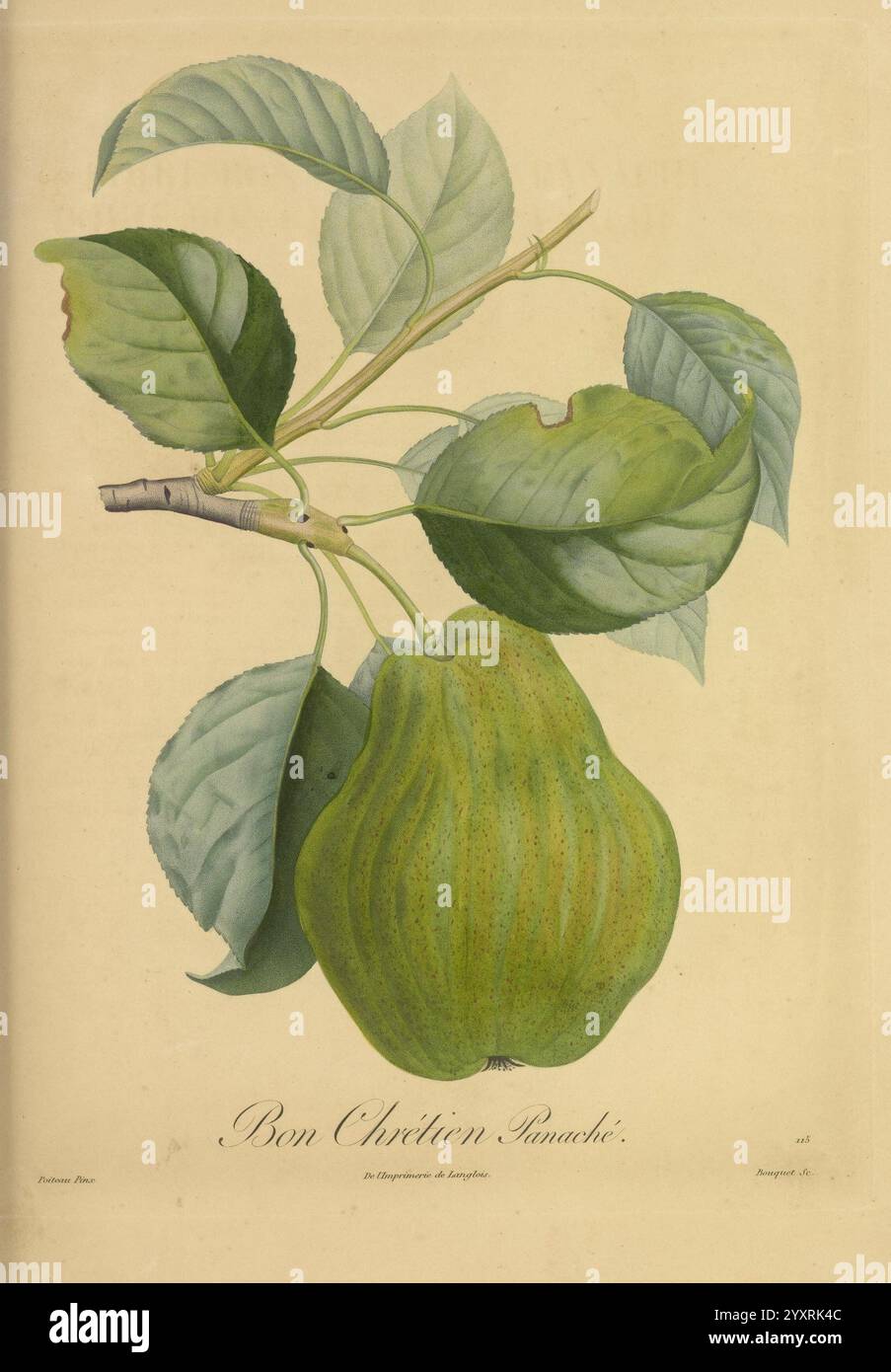 Pomologie francaise, Paris, Langlois et Leclercq, 1846, arbres fruitiers, Field Guides, Frankreich, Obstbäume, Obstkultur, Obst, Identifizierung, Pflanzen., Eine detaillierte botanische Illustration zeigt eine üppige Birne, die an einem schlanken Zweig hängt, ergänzt durch leuchtend grüne Blätter. Die Birne hat eine markante, abgerundete Form mit leicht geriffelten Oberflächen, was ihre Vielfalt andeutet. Die Blätter weisen unterschiedliche Grüntöne auf, was ihre strukturierten Adern und ihre natürliche Krümmung hervorhebt. Unter der Abbildung zeigt das Etikett „Bon Chrétien“ elegant den spezifischen Birnentyp, der reflektierend dargestellt wird Stockfoto