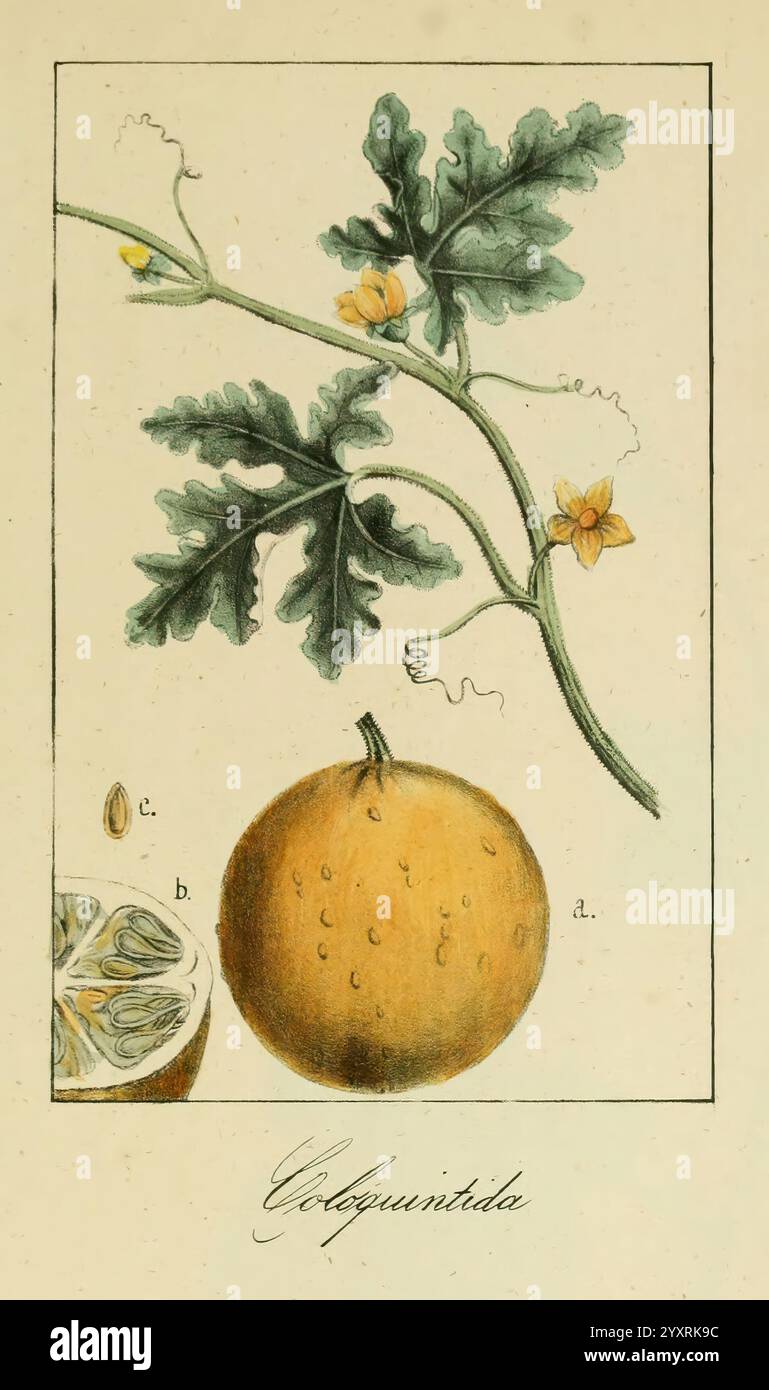 Album de la Flora me?Dico-Farmace?utica e? Industrie, Indi?gena y exo?tica, Madrid, Impr. De la Galeria literaria, 1862-64, Wirtschaft, Botanik, Heilpflanzen, the New York Botanical Garden, malerische Werke, diese Illustration zeigt eine blühende Rebe mit einer prominenten Frucht, die als Kolozynth bekannt ist, in kreisförmiger Form mit einer strukturierten Oberfläche. Die Weinrebe zeigt grüne Blätter und zarte gelbe Blüten in der Nähe der Früchte. Die gesamte Frucht begleitet einen Querschnitt, der ihre innere Struktur offenbart, die Samen und das Fleisch hervorhebt und ihr einzigartiges botanisches c betont Stockfoto
