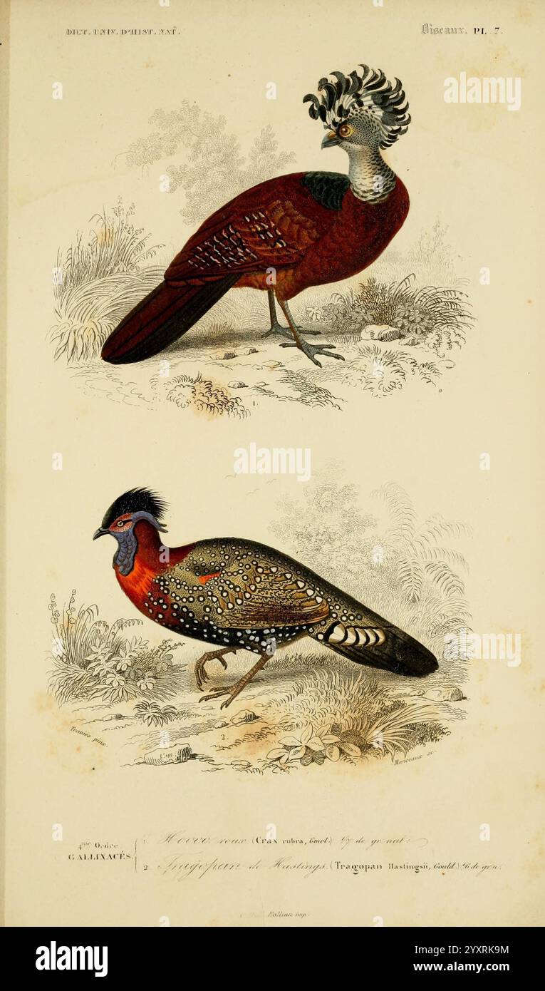 Dictionnaire universel d'histoire naturelle, Paris, Chez les editeurs MM. Renard, Martinet et cie, rue et Hotel Mignon, 2 (Quartier de l'école-de-Médecine), 1847-1849, Naturgeschichte, Wörterbücher, dieses Kunstwerk zeigt zwei unterschiedliche Vogelarten, die sich durch ihr lebendiges Gefieder und ihre komplizierten Muster auszeichnen. Der obere Vogel zeigt einen üppigen, rötlich-braunen Körper, der mit auffälligen Federbüscheln auf dem Kopf verziert ist und ein raffiniertes Wappen aufweist, das sein königliches Aussehen unterstreicht. Der untere Vogel hingegen zeigt eine dezentere Farbpalette mit einem verzierten Körper mit komplizierten Flecken Stockfoto