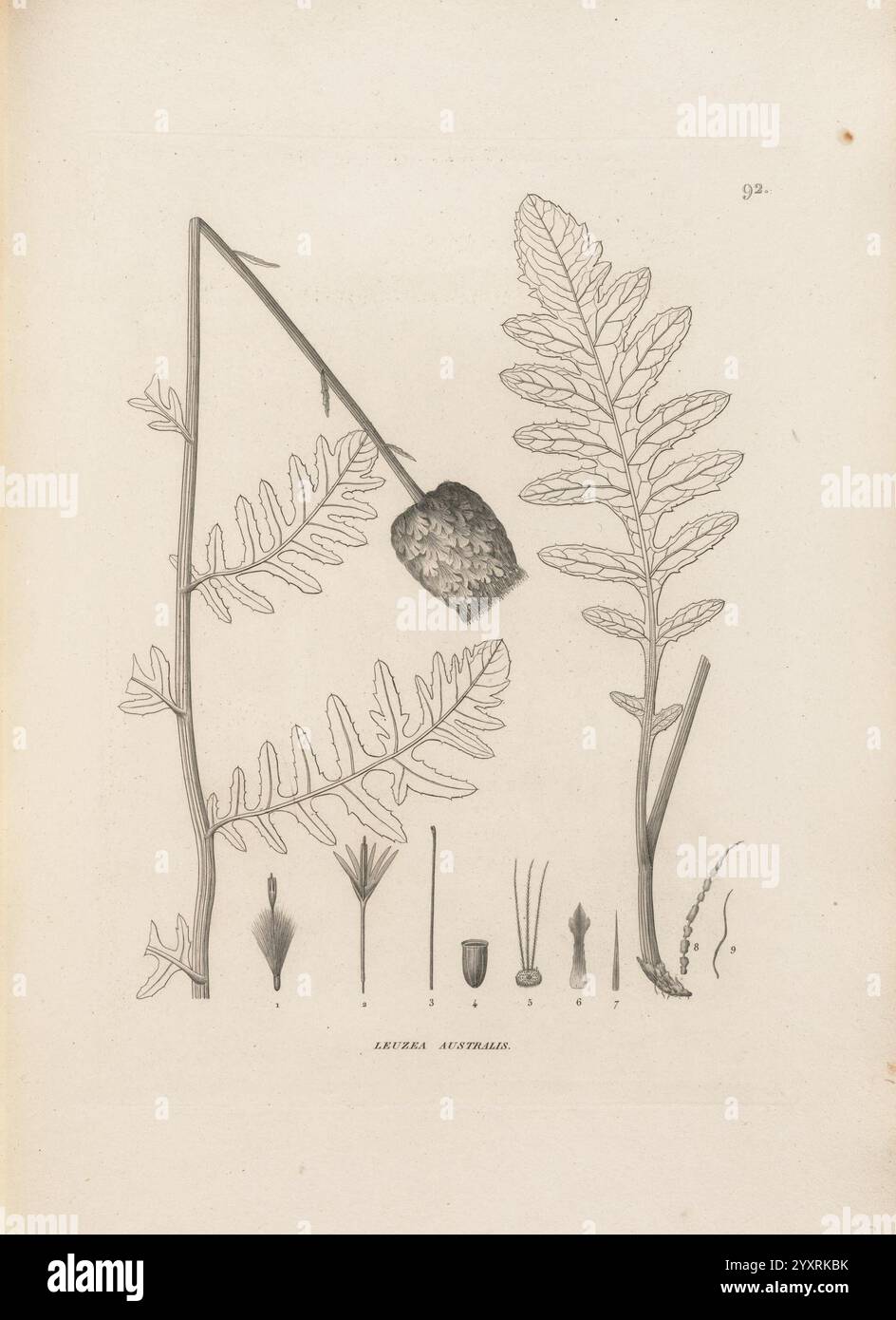 Voyage Autour du Monde Paris Chez Pillet aîné, 1824?-1844, diese Illustration zeigt eine detaillierte botanische Studie des Anura Sistrum, die seine unverwechselbare Blattstruktur und blühende Komponenten zeigt. Auf der linken Seite zeigt ein schlanker Stamm eine Gruppe von lang gestreckten, fein geteilten Blättern, während oben eine markante Samenschote abgebildet ist, die ihre Fortpflanzungsfähigkeit unterstreicht. Auf der rechten Seite zeigt eine andere Blattvariante ein robusteres, federndes Aussehen mit einer Reihe kleinerer Blattblätter entlang ihrer Länge. Unter den Hauptteilen werden in mehreren kleineren Zeichnungen die verschiedenen Stufen oder Formen hervorgehoben Stockfoto