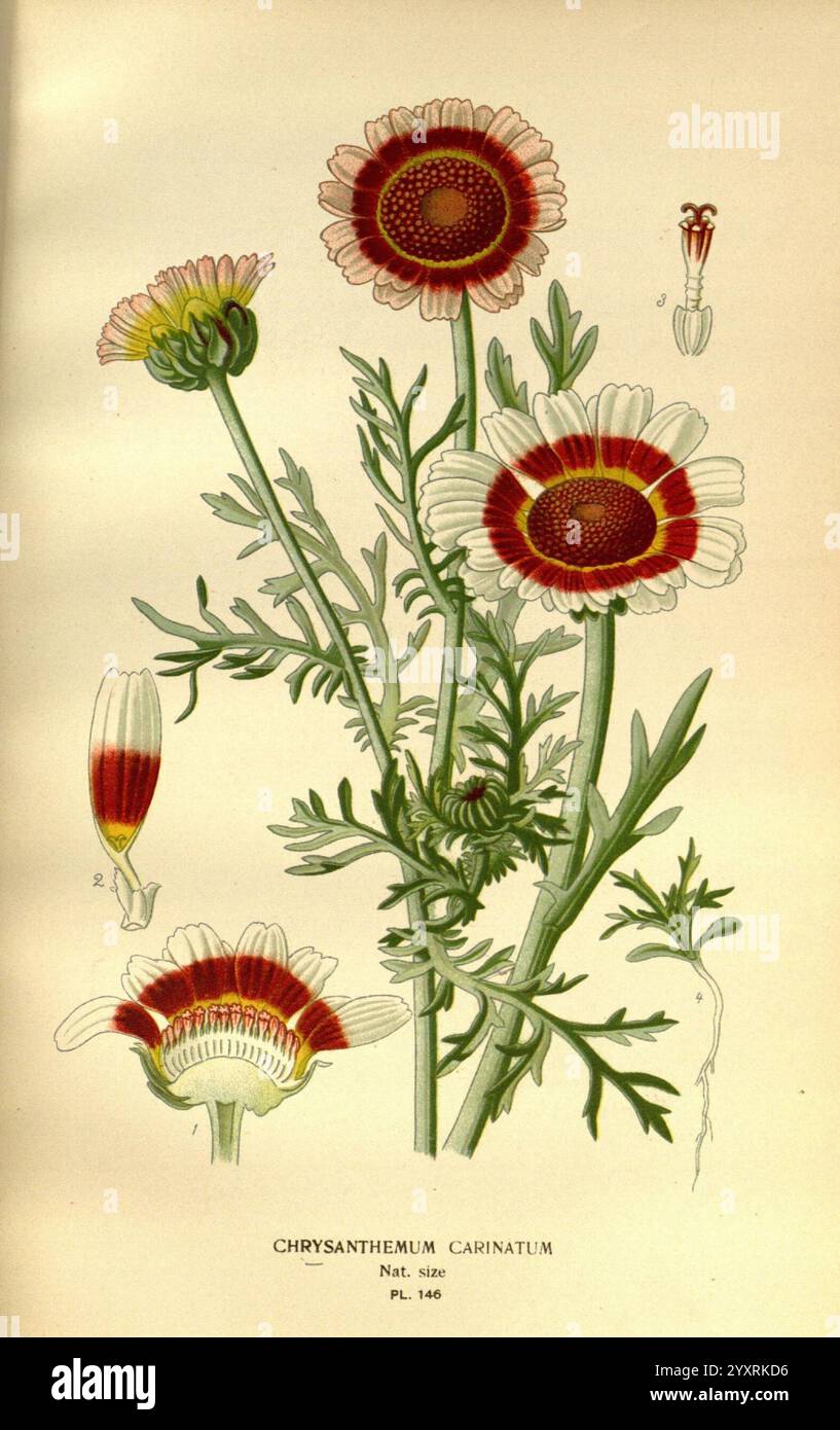 Lieblings-, Blumen-, Garten- und Greenhouse, London und New York, Frederick, Warne, &, Co, 1896-97, Frankreich, 19. Jahrhundert, Ikonen, Blumenzucht, Chromolithographie, Pflanzen, Zierpflanzen, Ismelia, Carinata, die Illustration zeigt eine komplexe botanische Darstellung der Chrysanthemum carinatum mit ihren lebendigen Blumen und detaillierten Blättern. Die Blüten zeigen eine einzigartige Anordnung von Blütenblättern, die kräftige Rot- und Gelbtöne mit subtilen Abstufungen verbindet. Um die zentralen Blüten herum erstrecken sich schlanke, gezackte Blätter nach außen, wodurch die Gesamtzusammensetzung verbessert wird. Zusätzliche Skizzen zu t Stockfoto