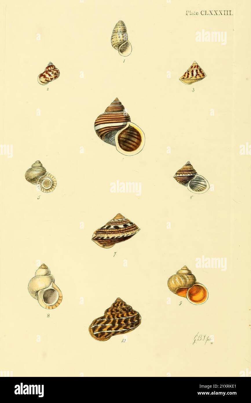 Conchologia systematica, oder vollständiges System der Conchologie, London, Longman, Brown, Green und Longmans, 1841-1842, Muscheln, Muscheln, die Illustration zeigt eine Sammlung von verschiedenen Muscheln, die jeweils einzigartige Muster und Formen zeigen. Die Schalen sind von 1 bis 10 nummeriert, was ihre besonderen Merkmale hervorhebt. Einige Schalen der Kollektion weisen spiralförmige Strukturen mit komplizierten Streifen und Punkten auf, während andere eher abgerundet sind und glatte Oberflächen aufweisen. Das Arrangement betont die Vielfalt der natürlichen Formen, die in der Meereslebewesen zu finden sind, und zeigt sowohl die Eleganz als auch die Komplexität dieses Ozeans Stockfoto