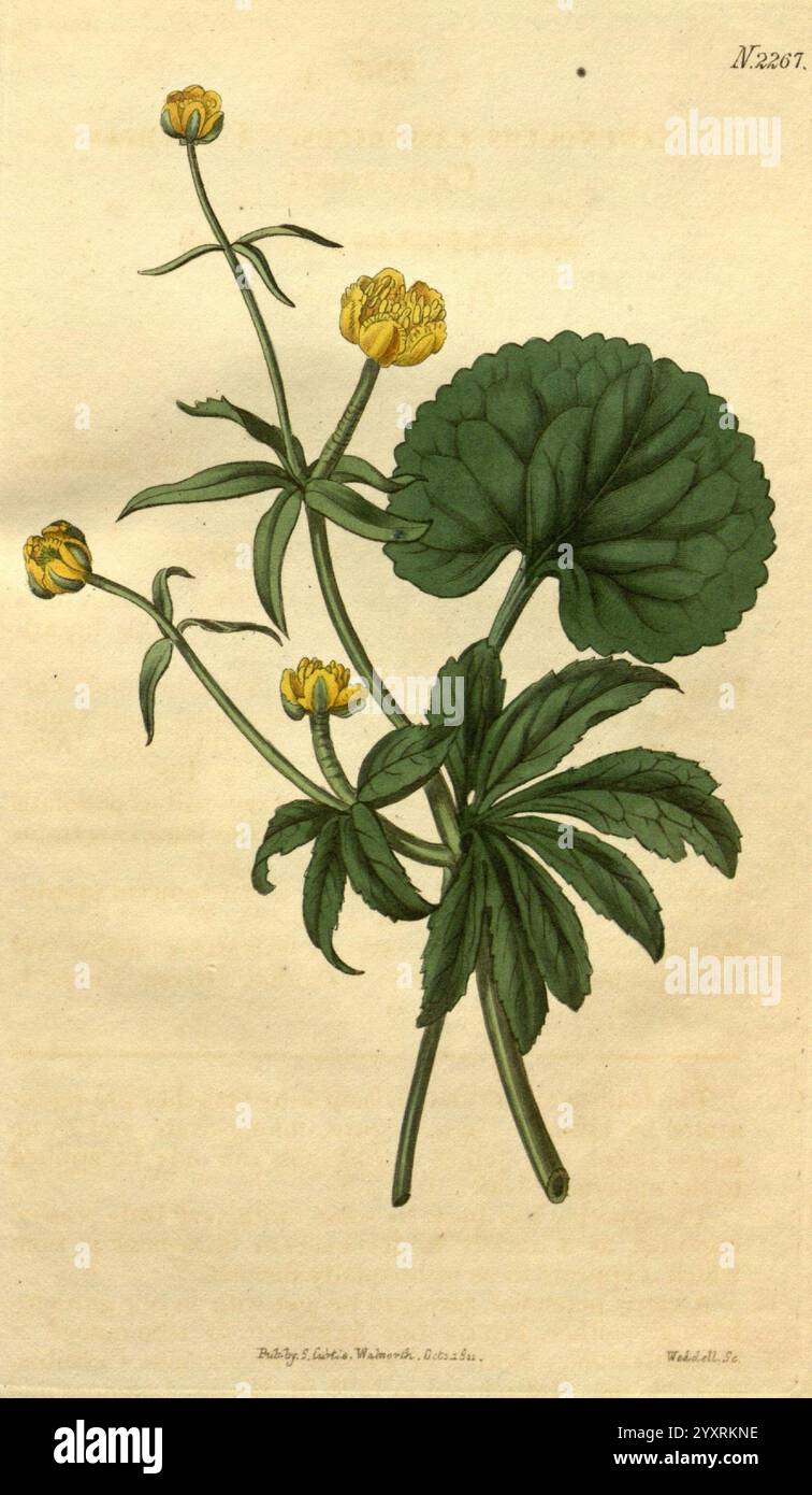 Curtis's Botanical Magazine London New York etc. Botanische Illustration Botanik Zeitschriften Bildwerke Pflanzen ornamental Curtis Ranunculus cassubicus Taxonomie: Family= Ranunculaceae Central Europe, die Illustration zeigt eine Pflanze mit leuchtend gelben Blütenknospen und breiten, üppig grünen Blättern. Die Blüten stehen direkt über dem Laub, was auf ihr Blütepotenzial hindeutet. Die detaillierte Darstellung der Blätter zeigt ihre komplizierte Aderung und abgerundete Form, die sich wunderbar von der zarten Form der Blüten abhebt. Diese Pflanze wird mit einem Gefühl botanischer Präzision dargestellt, Highl Stockfoto