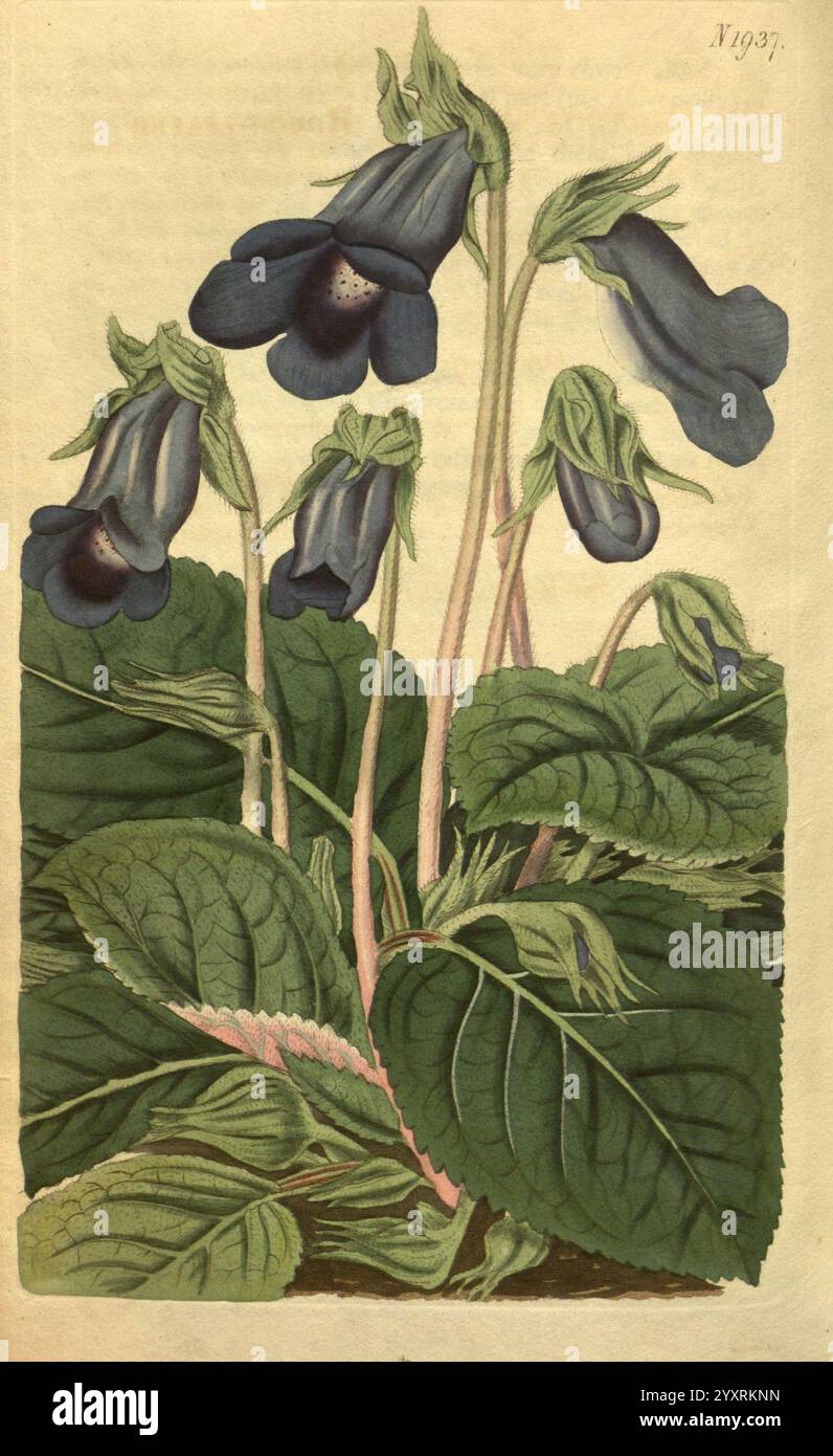 Curtis's Botanical Magazine, London, New York, botanische Illustration, Botanik, Zeitschriften, Bildwerke, Zierpflanzen, Curtis, Gloxinia speciosa, Sinningia speciosa, Taxonomie: Family= Gesneriaceae, Brasilien, diese Illustration zeigt eine anmutige Gruppe von tiefblauen Blüten, die jeweils elegant an schlanken grünen Stielen hängen. Die Blüten zeichnen sich durch ihre langen Formen und ihre zarte Krümmung aus und zeigen komplizierte Details, darunter subtile Muster auf ihren Blütenblättern. Üppig grüne Blätter mit hervorstehenden Adern umgeben die Blüten und sorgen für einen lebendigen Kontrast, der der Komposition einen Reichtum verleiht Stockfoto