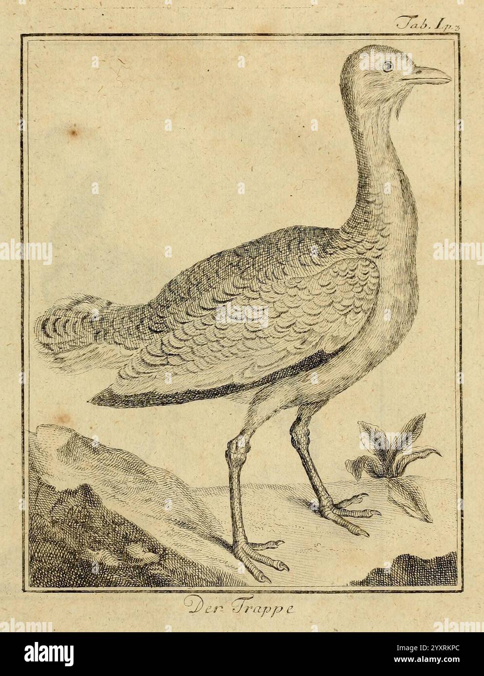 Büffons Naturgeschichte der Vögel, Leipzig, bey Hermann Heinrich Holle, 1775-1782, Vögel, Ornithologie, Bildwerke, eine detailreiche Abbildung eines Vogels, die seine Besonderheiten zeigt. Der Vogel steht aufrecht, mit einem langen Hals und einem abgerundeten Körper, der mit strukturiertem Gefieder bedeckt ist. Sein Schnabel ist kurz und etwas gewölbt, und seine Beine sind lang und schlank und stehen fest auf dem Boden. In der Nähe ist eine kleine Pflanze mit Blättern abgebildet, die der Szene einen Hauch von Natur verleiht. Unten ist der Name „der Trappe“ eingeprägt, was darauf hindeutet, dass dies eine Art darstellen könnte, die häufig KN ist Stockfoto