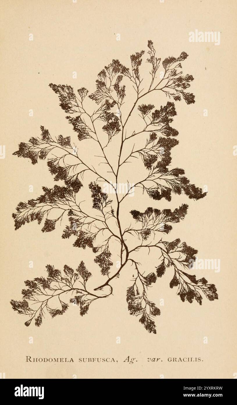 Meeresmoosse, Boston, B. Whidden, 1893, Algen, Vereinigte Staaten, Rhodomelaceae, Confervoides, die Abbildung zeigt eine detailreiche Darstellung der Meeresalge Rhodomela surfusca, insbesondere der Sorte gracilis. Der Organismus zeigt eine zarte, verzweigte Morphologie mit feinen, frondenartigen Strukturen, die sich elegant nach außen ausbreiten. Jedes Segment zeigt eine strukturierte Oberfläche, was auf eine Komplexität in seiner Anatomie hindeutet. Unterhalb der Abbildung ist der wissenschaftliche Name eingetragen, der die botanische Klassifizierung dieser einzigartigen Art unterstreicht. Dieses Kunstwerk fängt die Schönheit und ein Stockfoto