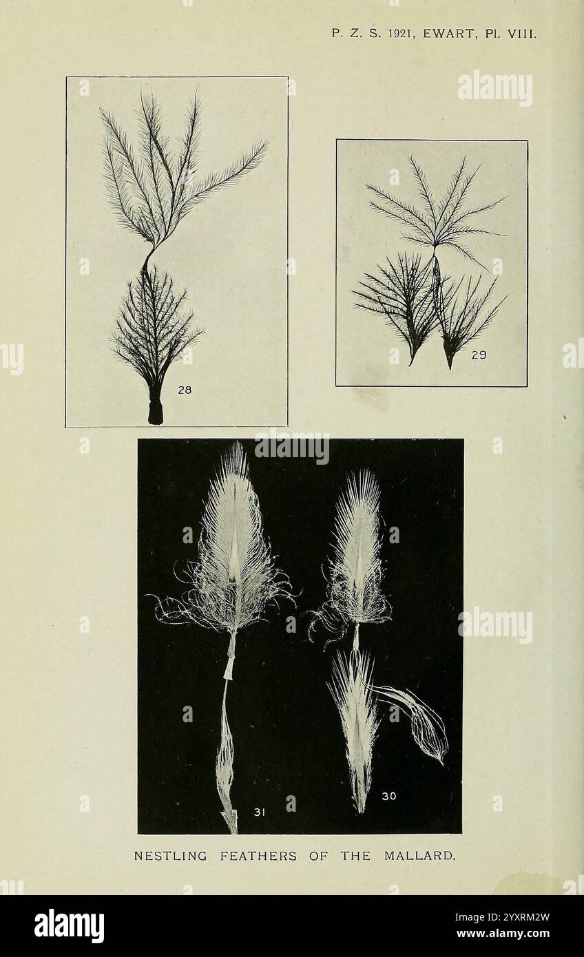 Das Layout enthält drei detaillierte Illustrationen zu verschiedenen botanischen und ornithologischen Themen. Im ersten Abschnitt werden komplexe Darstellungen farnartiger Strukturen vorgestellt, die ihre zarten, verzweigten Formen hervorheben. Der zweite Abschnitt konzentriert sich auf die eingebetteten Federn der Stockenten, die ihre flauschige Textur und ihre markanten Formen aufweisen. Jede Illustration ist sorgfältig für Klarheit gekennzeichnet und bietet eine visuelle Erkundung der eleganten Formen der Natur, die Schönheit und Vielfalt unterstreichen Stockfoto