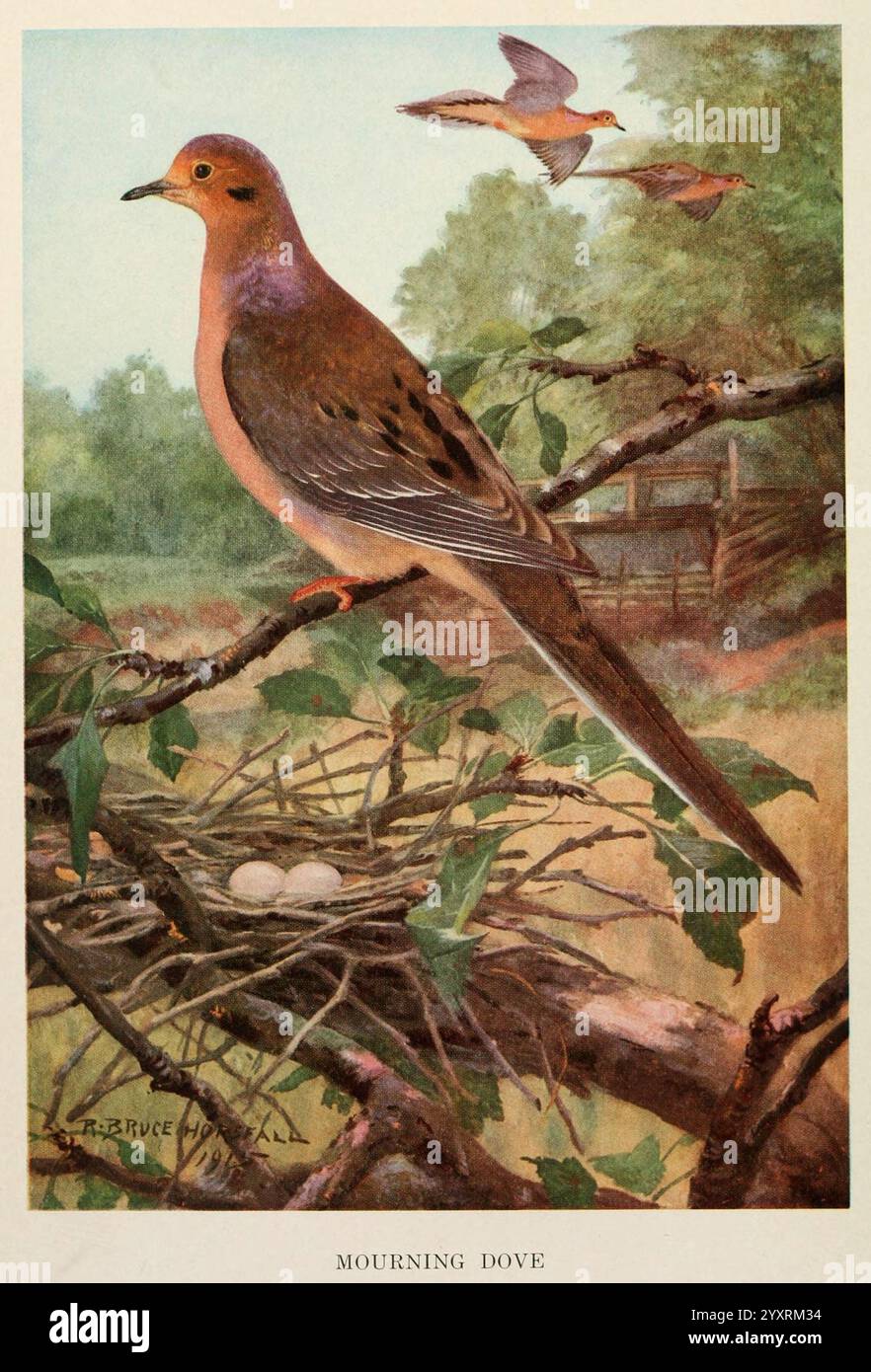 Vogelbiografien New York Dodd Mead 1923 Birds Dove Eastus .jpg, Eine wunderschön dargestellte Darstellung einer Trauertaube auf einem Zweig, die ihr weiches braunes und graues Gefieder zeigt. Unter der Taube befindet sich ein Nest, das zwei zarte Eier beherbergt, eingebettet zwischen üppig grünen Blättern. Im Hintergrund tauchen subtile Anklänge einer ruhigen Landschaft auf, während zusätzliche Tauben anmutig durch den Himmel fliegen. Diese Szene fängt einen Moment der Ruhe in der Natur ein und betont die Verbindung zwischen dem Vogel und seiner Umgebung. Die Details in den Federn und die sanften Farbtöne des Blattes verstärken das allgemeine Gefühl von Peacing Stockfoto Vogelbiografien New York Dodd Mead 1923 Birds Dove Eastus .jpg, Eine wunderschön dargestellte Darstellung einer Trauertaube auf einem Zweig, die ihr weiches braunes und graues Gefieder zeigt. Unter der Taube befindet sich ein Nest, das zwei zarte Eier beherbergt, eingebettet zwischen üppig grünen Blättern. Im Hintergrund tauchen subtile Anklänge einer ruhigen Landschaft auf, während zusätzliche Tauben anmutig durch den Himmel fliegen. Diese Szene fängt einen Moment der Ruhe in der Natur ein und betont die Verbindung zwischen dem Vogel und seiner Umgebung. Die Details in den Federn und die sanften Farbtöne des Blattes verstärken das allgemeine Gefühl von Peacing Stockfoto
