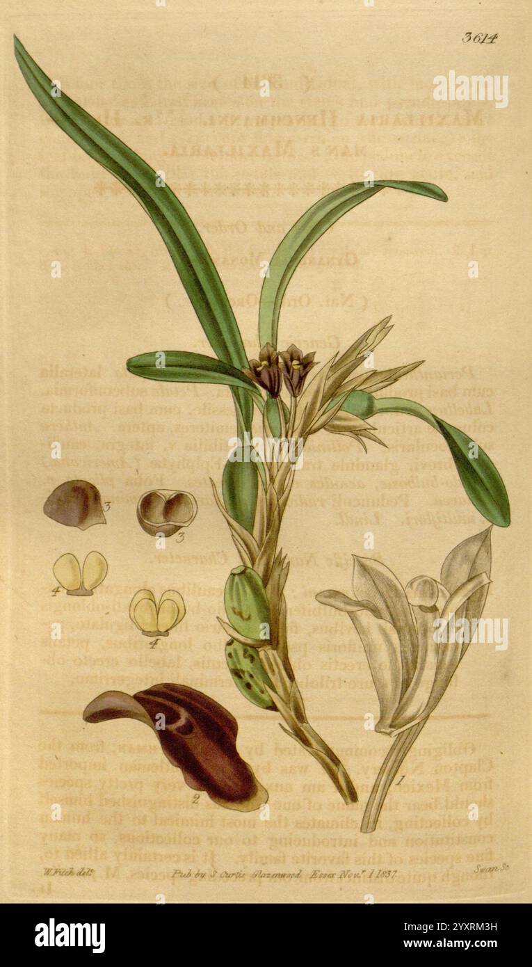 Curtis's Botanical Magazine London New York etc Botanische Illustration Botanik Zeitschriften Bildwerke Pflanzen Ornamental Curtis, diese Illustration zeigt eine botanische Studie, die eine Orchidee zeigt, die durch ihre langen grünen Blätter und ihre charakteristische Blütenstruktur gekennzeichnet ist. Um die Hauptpflanze herum befinden sich mehrere kleinere Zeichnungen, die verschiedene morphologische Aspekte, einschließlich Samenkapseln und andere Blütenformen, beschreiben. Die komplizierten Linien und Schattierungen unterstreichen die Komplexität und Schönheit der Orchidee und bieten einen umfassenden Überblick über ihre Anatomie und ihre Wachstumseigenschaften. Diese Arbeit spiegelt den wider Stockfoto