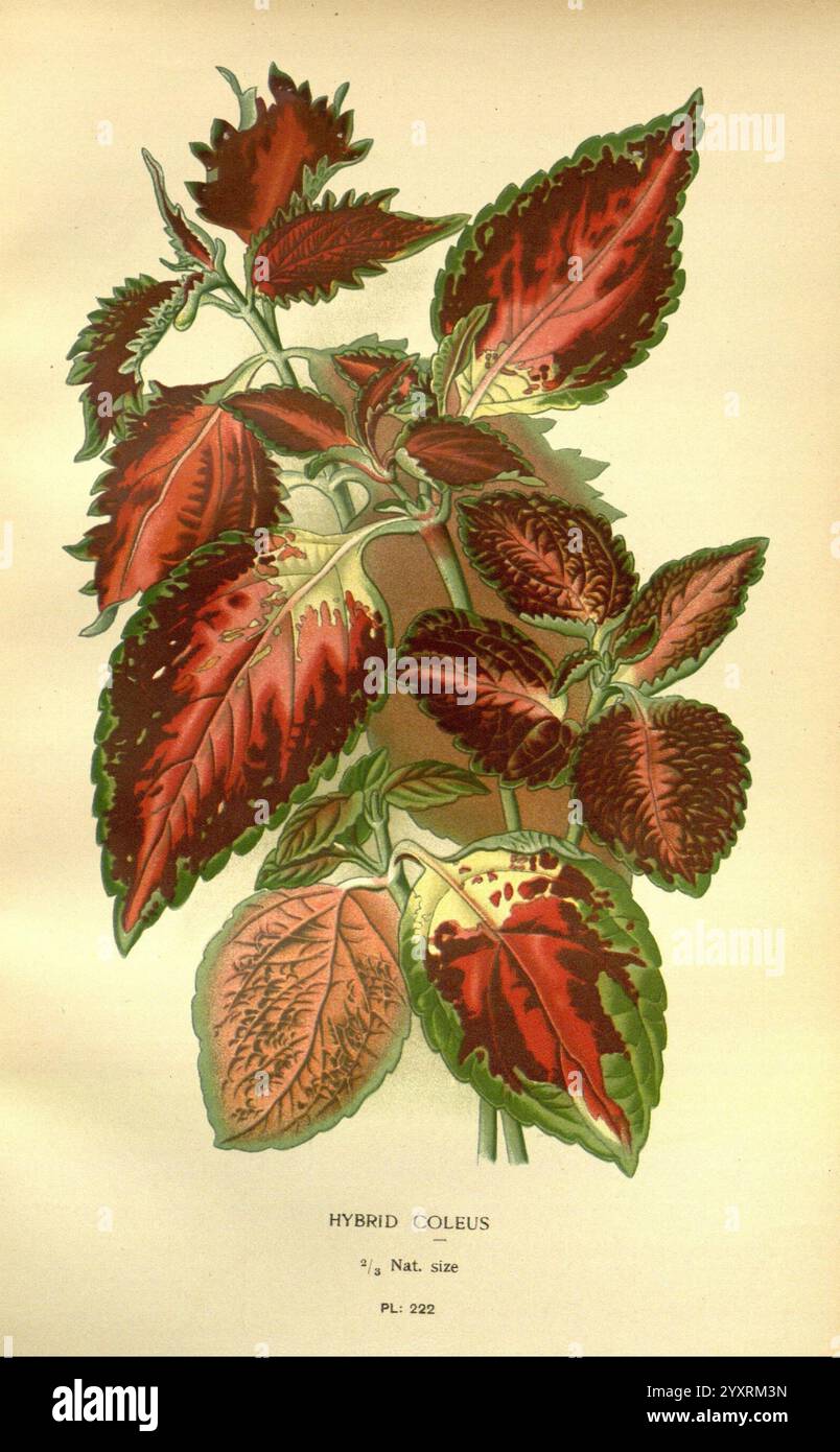 Lieblingsblumen des Gartens und Gewächshauses London und New York Frederick warne & Co. 1896-97 Frankreich Ikonen Blumenzucht Chromolithographie coleus Plants ornamental, Eine lebendige Illustration einer Hybridpflanze coleus, die ihr markantes Laub zeigt. Die Blätter haben einen reichen Farbteppich mit tiefen Rot-, Grün- und Gelbtönen, die sich durch ihre einzigartigen Muster und Texturen auszeichnen. Die Pflanze ist mit verschiedenen Blattformen und -Größen dargestellt, was ihre ornamentale Schönheit unterstreicht. Die Kulisse ist neutral und verstärkt die visuelle Wirkung des coleus, der für seine Dekoration gefeiert wird Stockfoto