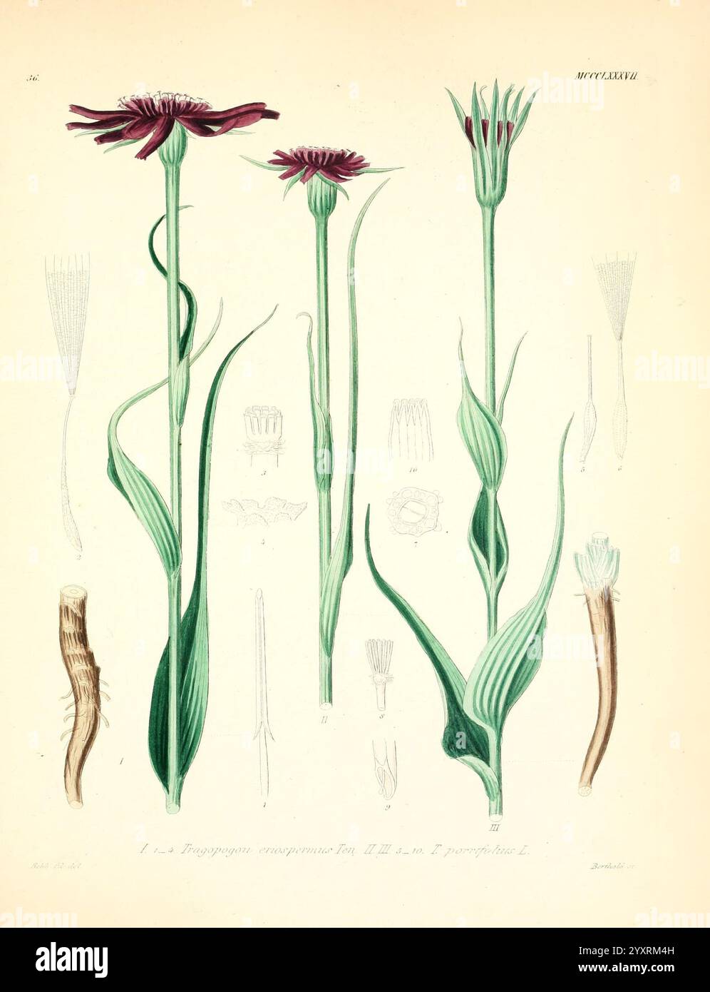 Icones florae Germanicae et Helveticae simul Pedemontanae Tirolensis Istriacae Dalmaticae Austriacae Hungaricae Transylvanicae Moravicae Borussicae Holsaticae Belgicae Hollandicae ergo Mediae Europae Lipsiae F. Hofmeister 1834-1912 [v. 1, 1850] Europa Bildwerke Pflanzen, die Illustration zeigt drei unterschiedliche blühende Pflanzen, jede mit komplizierten Details dargestellt. Die zentrale Pflanze zeigt leuchtend violette Blüten mit langen Blütenblättern, die auf schmalen grünen Stielen stehen. Daneben befinden sich zwei weitere Exemplare, eines mit einer zarten rosa Blüte und das andere mit weißen, gefiederten Blütenblättern. Stockfoto