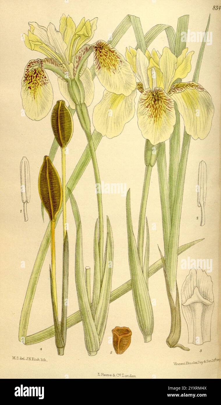 Curtis's Botanical Magazine, London, New York, Botanical Illustration, Botanical Zeitschriften, Bildwerke, Zierpflanzen, Curtis, die Illustration zeigt eine detaillierte botanische Darstellung einer Irispflanze, die eine Gruppe von lebendigen Blumen mit komplizierten Mustern und zarten Blütenblättern zeigt. Die beiden großen Blüten zeigen eine wunderschöne Mischung aus Farben und Markierungen, die charakteristisch für die Irisart sind. Flankiert werden die Blüten durch längliche grüne Blätter, wobei einige Teile hervorgehoben sind, um ihre Struktur zu betonen. Kleinere Abbildungen von Samenkapseln und der Anatomie der Blüte sind ebenfalls enthalten, provid Stockfoto