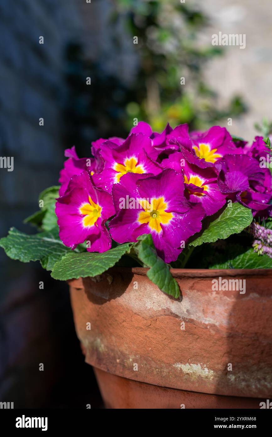 Nahaufnahme rosafarbener Polyanthuskerzen in Blüte Stockfoto