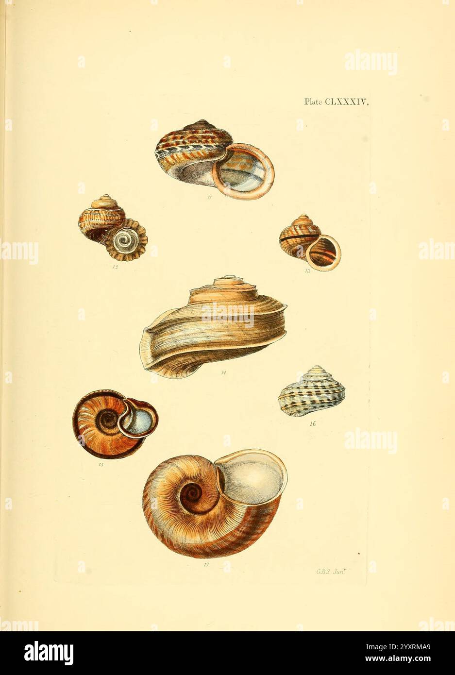 Conchologia systematica, oder vollständiges System der Conchologie, London, Longman, Brown, Green und Longmans, 1841-1842, Muscheln, Muscheln, die Illustration zeigt eine Sammlung verschiedener Muscheln, die jeweils unterschiedliche Formen und Texturen zeigen. Die Schalen zeigen eine Reihe von komplizierten Mustern, von spiralförmigen Formen bis hin zu länger gestreckten Strukturen. Einige Schalen sind teilweise geöffnet, wodurch ihre inneren Oberflächen freigelegt werden, während andere geschlossen sind. Die detaillierten Darstellungen heben die Vielfalt der Meereslebewesen hervor und betonen die einzigartigen Eigenschaften jeder Schale, einschließlich Graten, Kurven und Farbvariationen Stockfoto