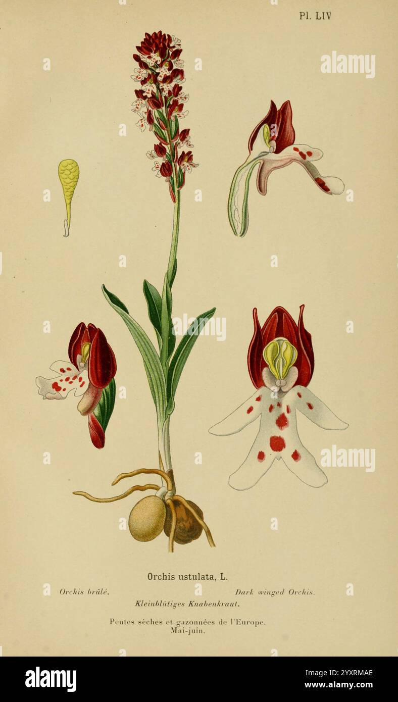 Album des orchidées de l'Europe centrale et septentrionale, Genève, Librairie Georg, 1899, Europa, Orchidaceae, der New York Botanical Garden, Bildwerke, Neotinea ustulata. diese Illustration zeigt die Orchis ustulata, allgemein bekannt als die verbrannte Orchidee. Im Mittelpunkt steht die detaillierte Darstellung des hohen Blütenstachels der Pflanze, der mit leuchtenden Blütenbündeln verziert ist, die komplizierte Muster aufweisen. Um die Hauptblume herum gibt es zusätzliche Ausblicke: Eine zeigt die einzigartige Form der Blume, betont ihre markante Lippe und gepunktete Blütenblätter, während eine andere einen Blick auf die Blume bietet Stockfoto