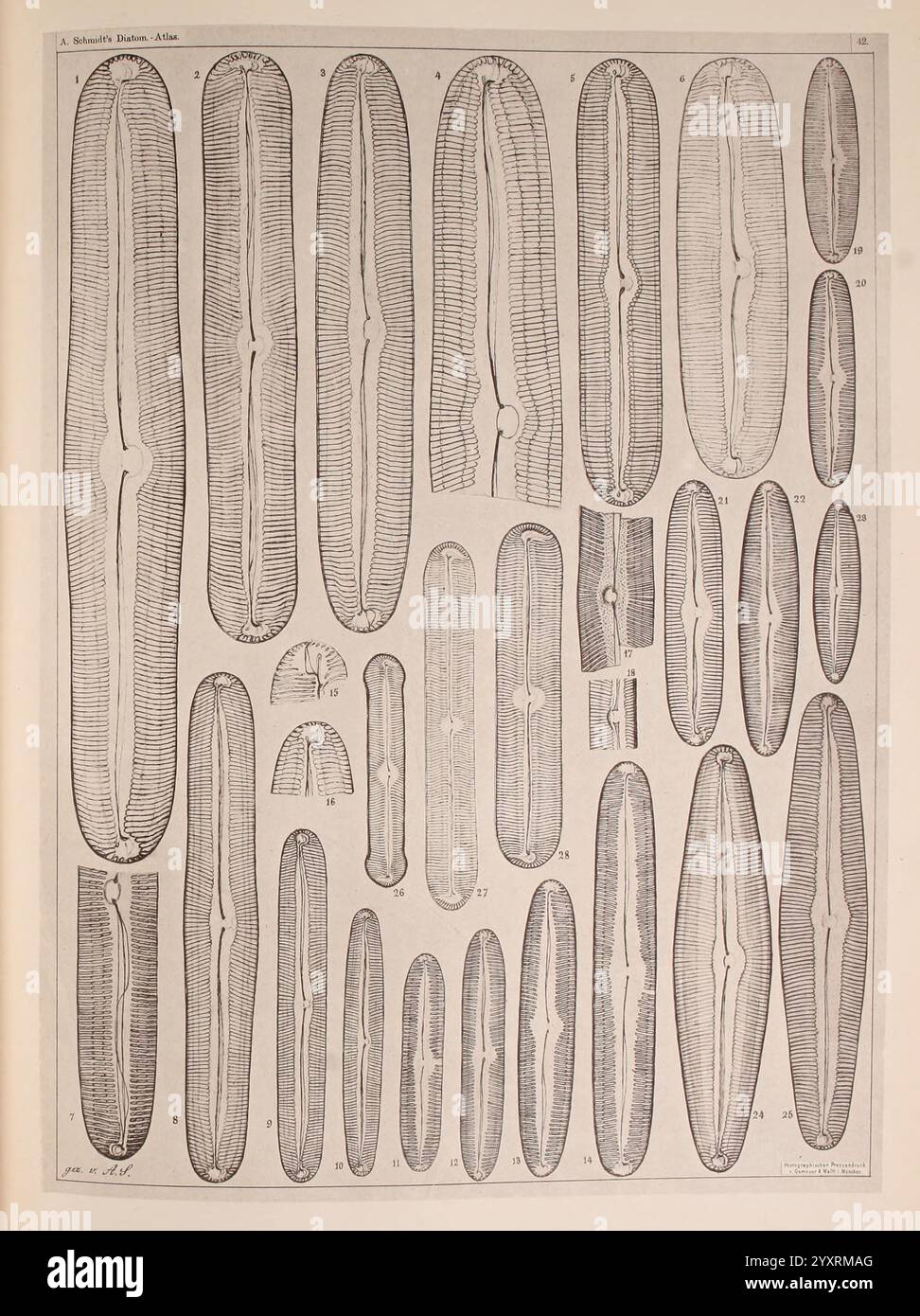 Atlas der Diatomaceen-Kunde, Leipzig, O.R. Reisland, 1874-1819, Atlanten, Bacillariophyceae, diese visuelle Präsentation zeigt eine Reihe von gestreckten, symmetrischen Formen, die jeweils komplizierte Muster und Texturen zeigen. Methodisch angeordnet, können die Entwürfe verschiedene Arten oder Beispiele von Kieselalgen darstellen und ihre Besonderheiten wie Streifen und Umrisse hervorheben. Jede Zahl ist mit einer entsprechenden Zahl gekennzeichnet, was auf eine Katalogisierung oder Klassifizierung dieser mikroskopischen Organismen hindeutet. Die Gesamtkomposition unterstreicht die Vielfalt und Komplexität, die in der natürlichen Welt A zu finden sind Stockfoto