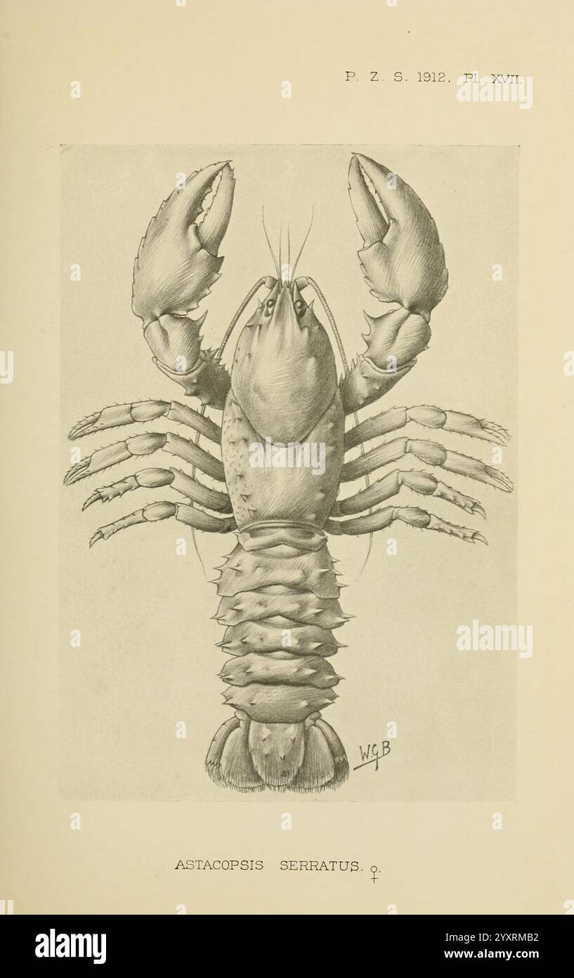Proceedings of the Zoological Society of London London, Academic Press, 1833-1965. Dierkunde Periodika Zoology Lobster, Eine detaillierte Illustration eines Hummer, die seine markanten Krallen und seinen segmentierten Körper zeigt. Das Exoskelett der Kreatur ist aufwendig gestaltet und unterstreicht die Textur und Struktur ihrer Schale. Jedes Bein ist artikuliert, was die anatomischen Merkmale des Hummer demonstriert, während seine großen, ausdrucksstarken Klauen hochgezogen sind, was seine natürliche Abwehrhaltung unterstreicht. Unter dem Hummer ist die wissenschaftliche Nomenklatur elegant dargestellt, die ihn als „Astacopsis serratus“ bezeichnet. Das Bildmaterial Stockfoto