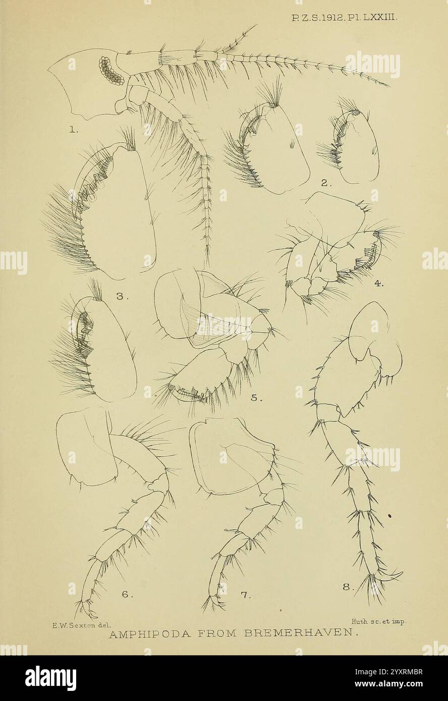 Proceedings of the Zoological Society of London, London, Academic Press Periodicals, Zoology, Eine detaillierte wissenschaftliche Illustration mit verschiedenen anatomischen Strukturen von Amphipoden, die ihre segmentierten Körper und Gliedmaßen zeigen. Die beschrifteten Teile umfassen den Kopf, die Brustsegmente und verschiedene Anhängsel, um einen Einblick in ihre Morphologie zu erhalten. Die zarten Linien heben die komplizierten Details ihrer Exoskelette und die Anordnung ihrer Gliedmaßen hervor und betonen die Komplexität dieser kleinen Meereskrebse. Jede beschriftete Nummer entspricht bestimmten Merkmalen, was bei der Identifizierung und hilft Stockfoto