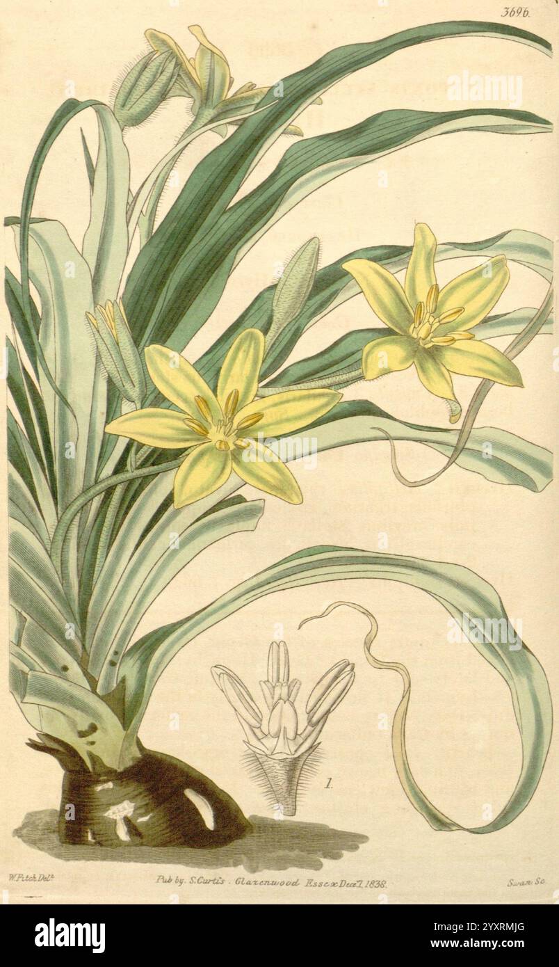 Curtis Botanical Magazine London New York etc Botanik Zeitschriften Bildwerke Curtis, Eine botanische Illustration mit einer zarten Pflanze mit langen, schlanken grünen Blättern und auffälligen gelben Blüten. Die elegant geformten Blüten heben sich vom Laub ab und zeigen ihre lebendige Farbe. Eine detaillierte Zeichnung der Struktur einer Blume fügt einen pädagogischen Aspekt hinzu und hebt die Feinheiten ihrer Anatomie hervor. Die Gesamtkomposition spiegelt eine Mischung aus natürlicher Schönheit und wissenschaftlicher Illustration wider und unterstreicht die Eleganz der dargestellten Arten. Stockfoto